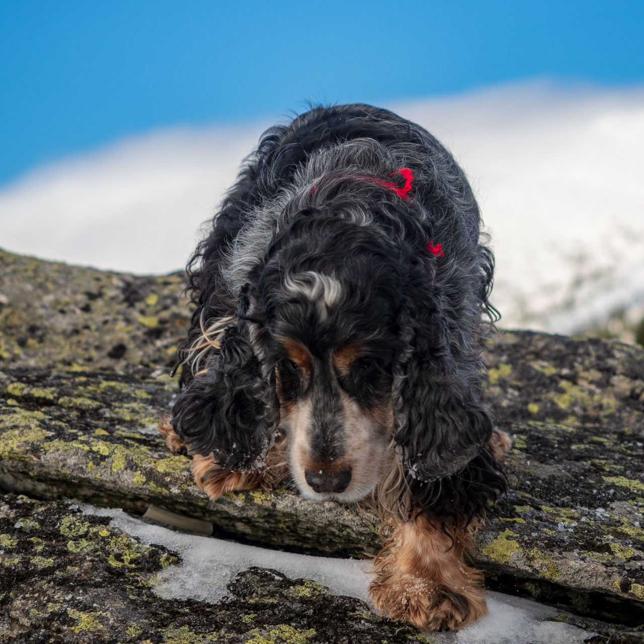 Kráľova hoľa zo Šumiaca (Nízke Tatry)