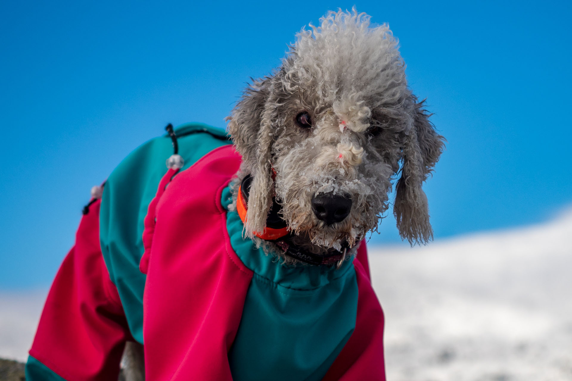 Kráľova hoľa zo Šumiaca (Nízke Tatry)