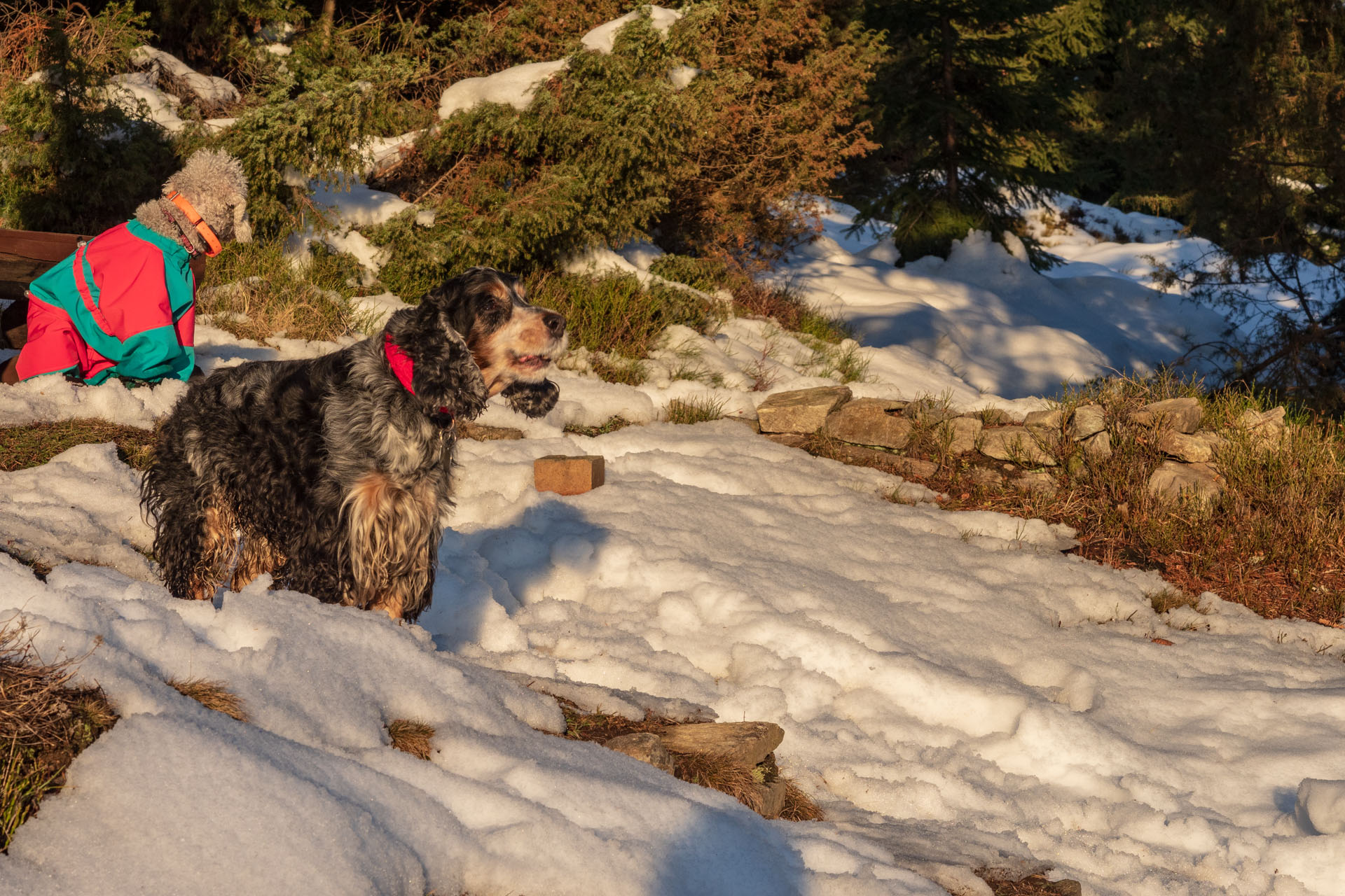 Kráľova hoľa zo Šumiaca (Nízke Tatry)