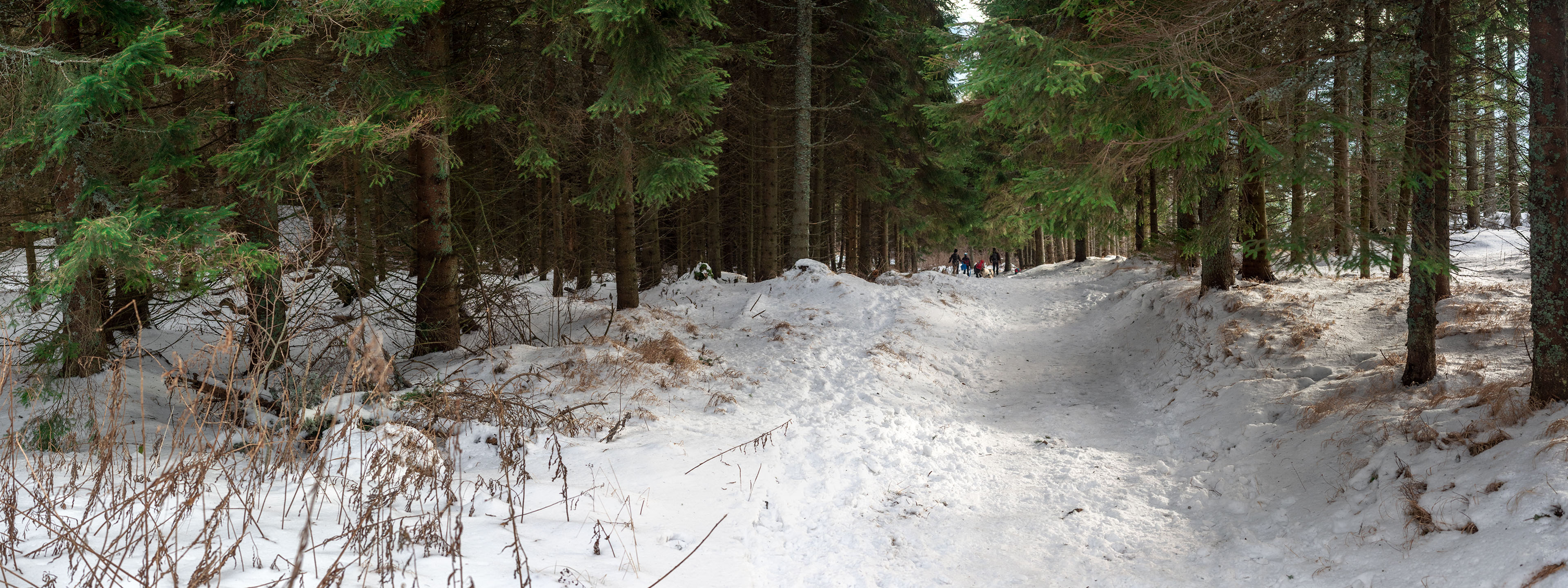 Kráľova hoľa zo Šumiaca (Nízke Tatry)