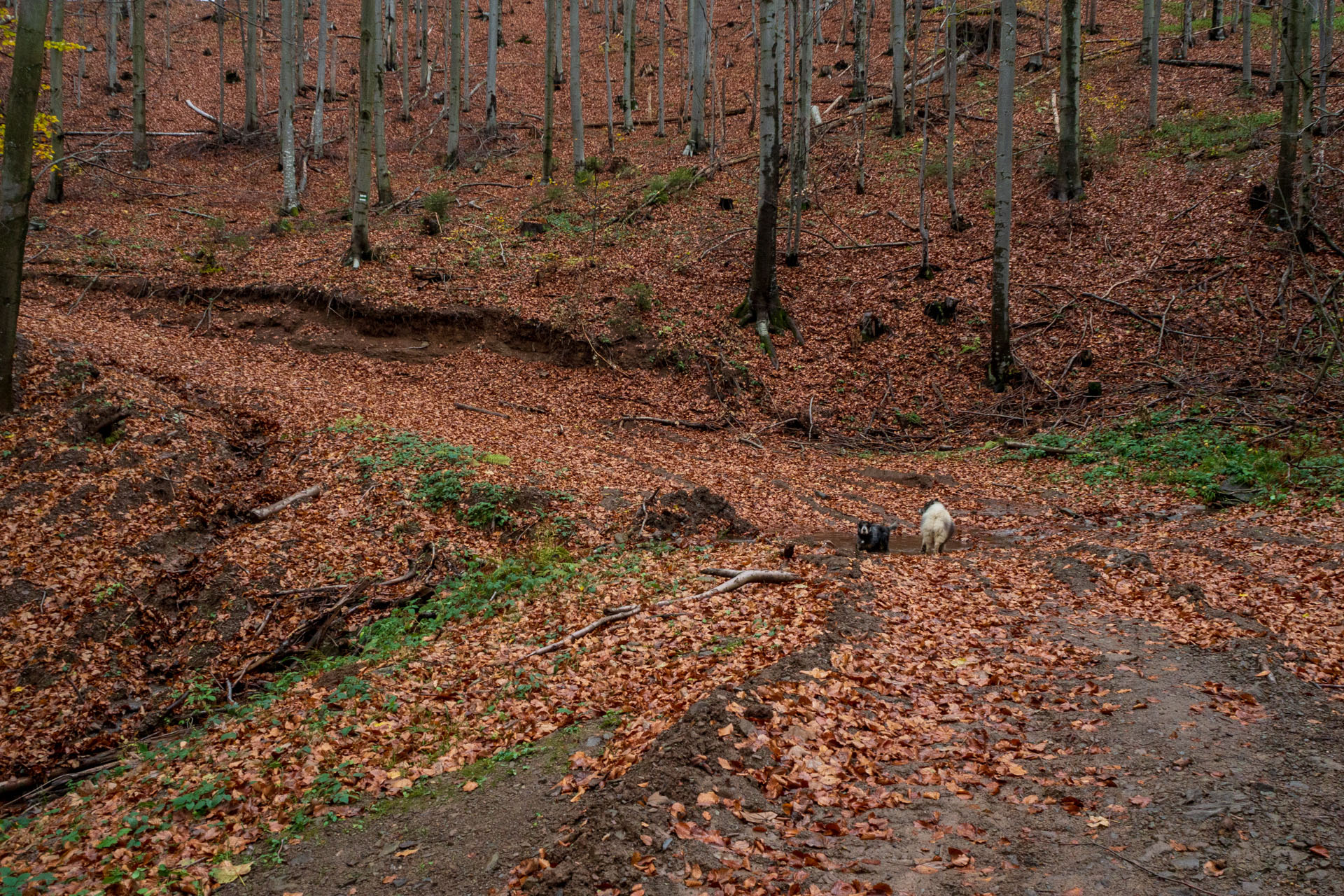 Kremenec z Novej Sedlice (Bukovské vrchy)