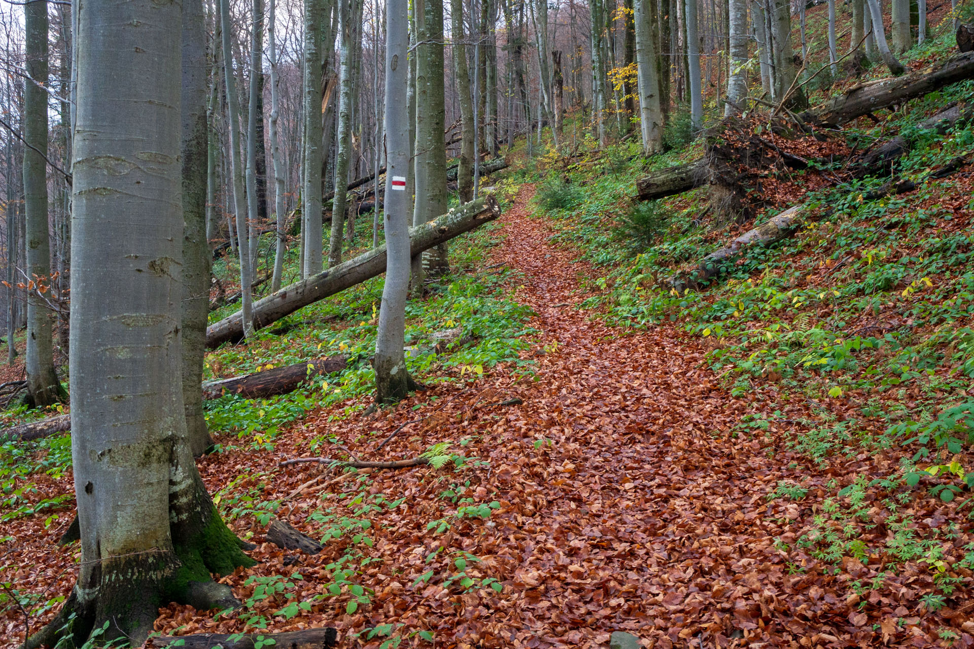 Kremenec z Novej Sedlice (Bukovské vrchy)