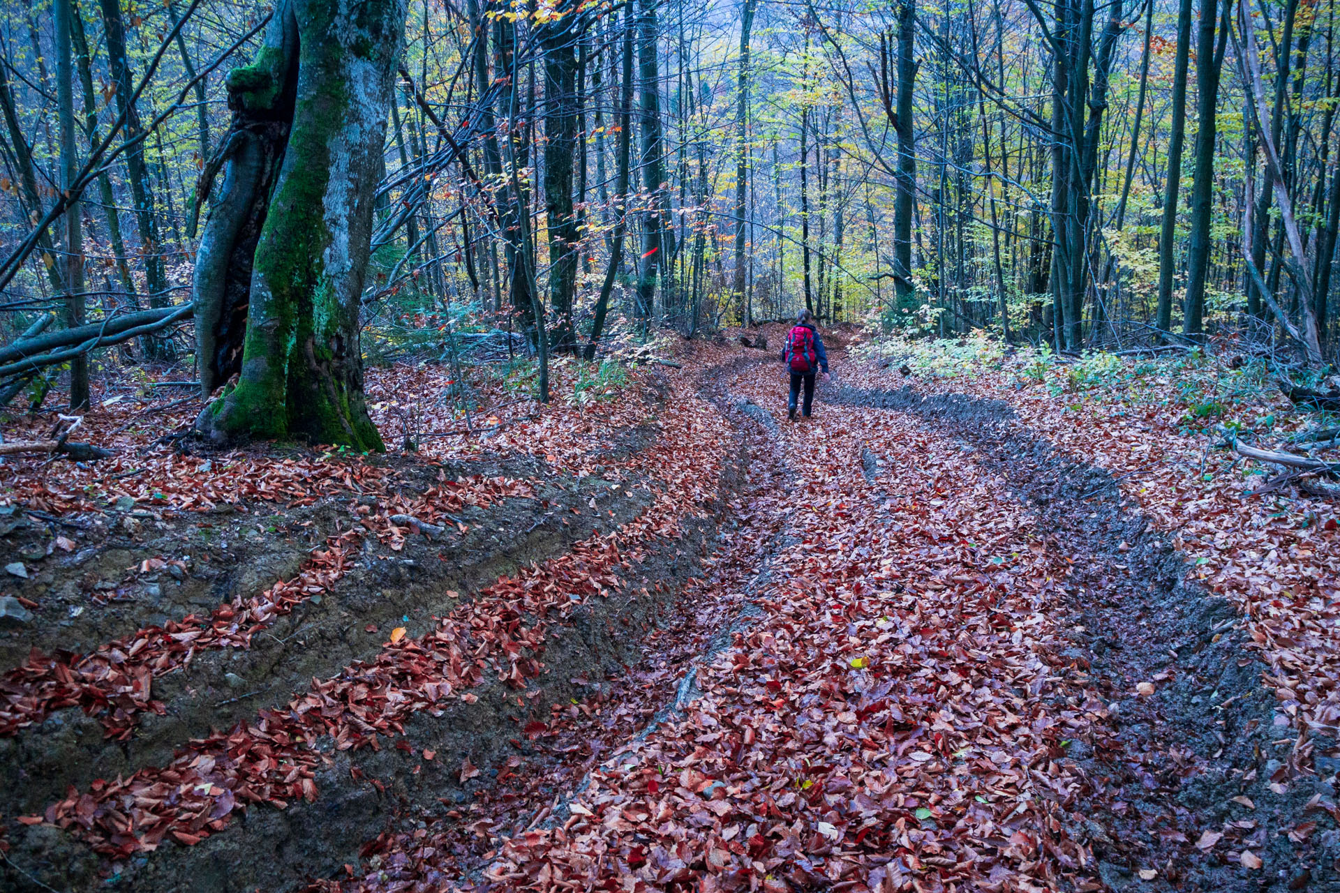 Kremenec z Novej Sedlice (Bukovské vrchy)