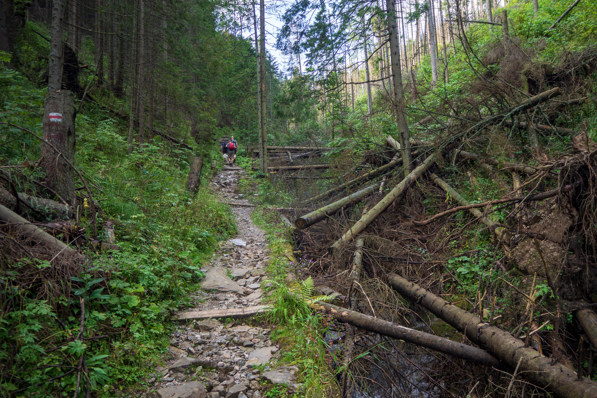 Małołączniak a Kopa Kondracka z Kiry (Západné Tatry)