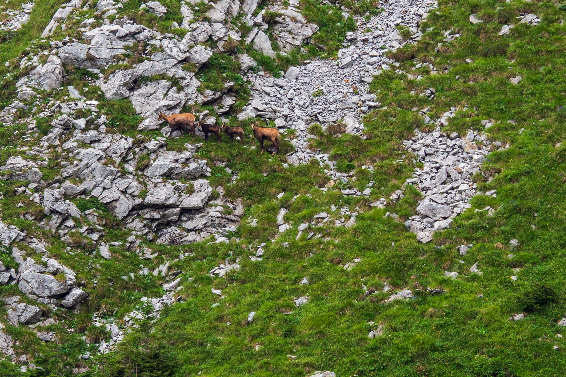 Małołączniak a Kopa Kondracka z Kiry (Západné Tatry)