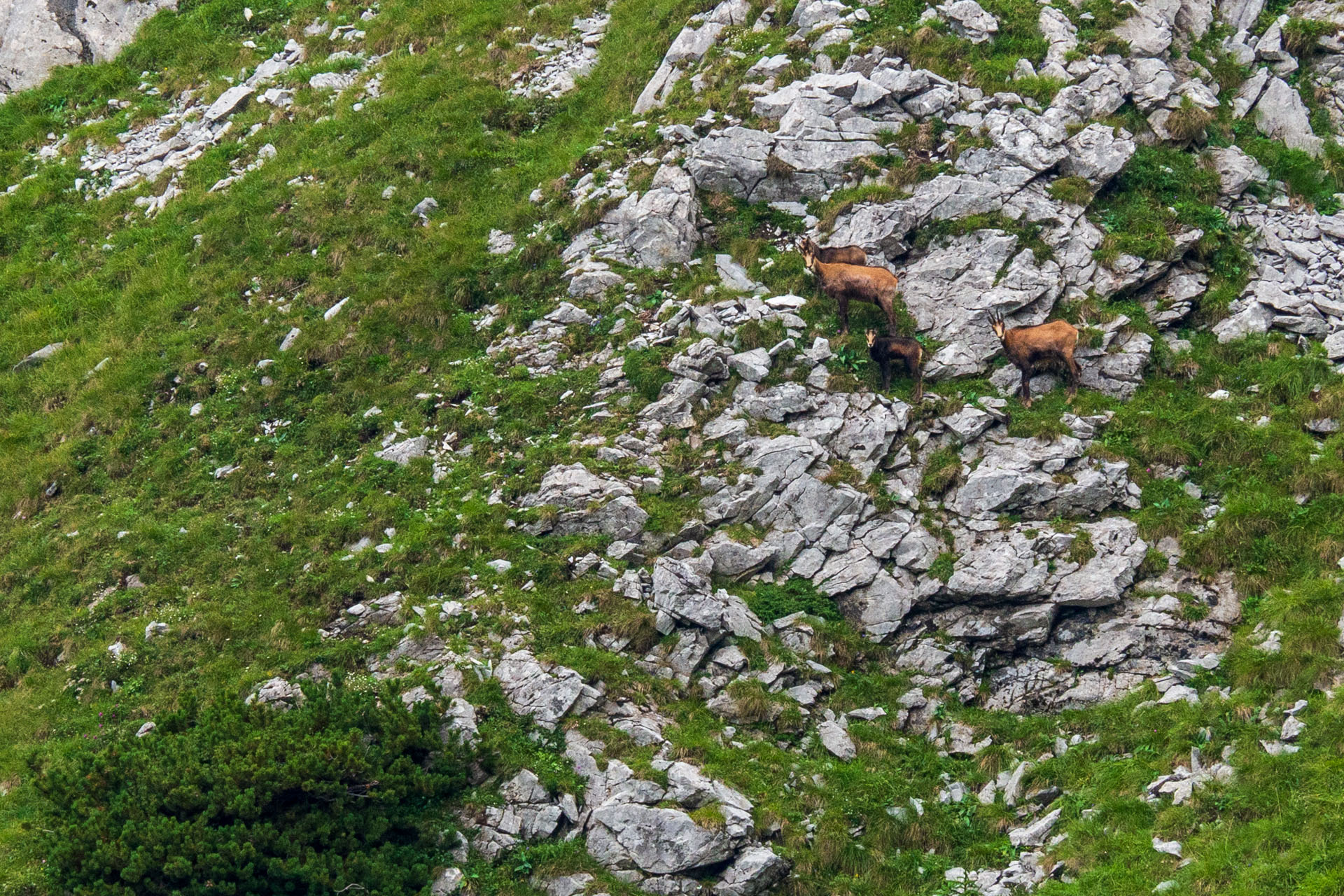 Małołączniak a Kopa Kondracka z Kiry (Západné Tatry)