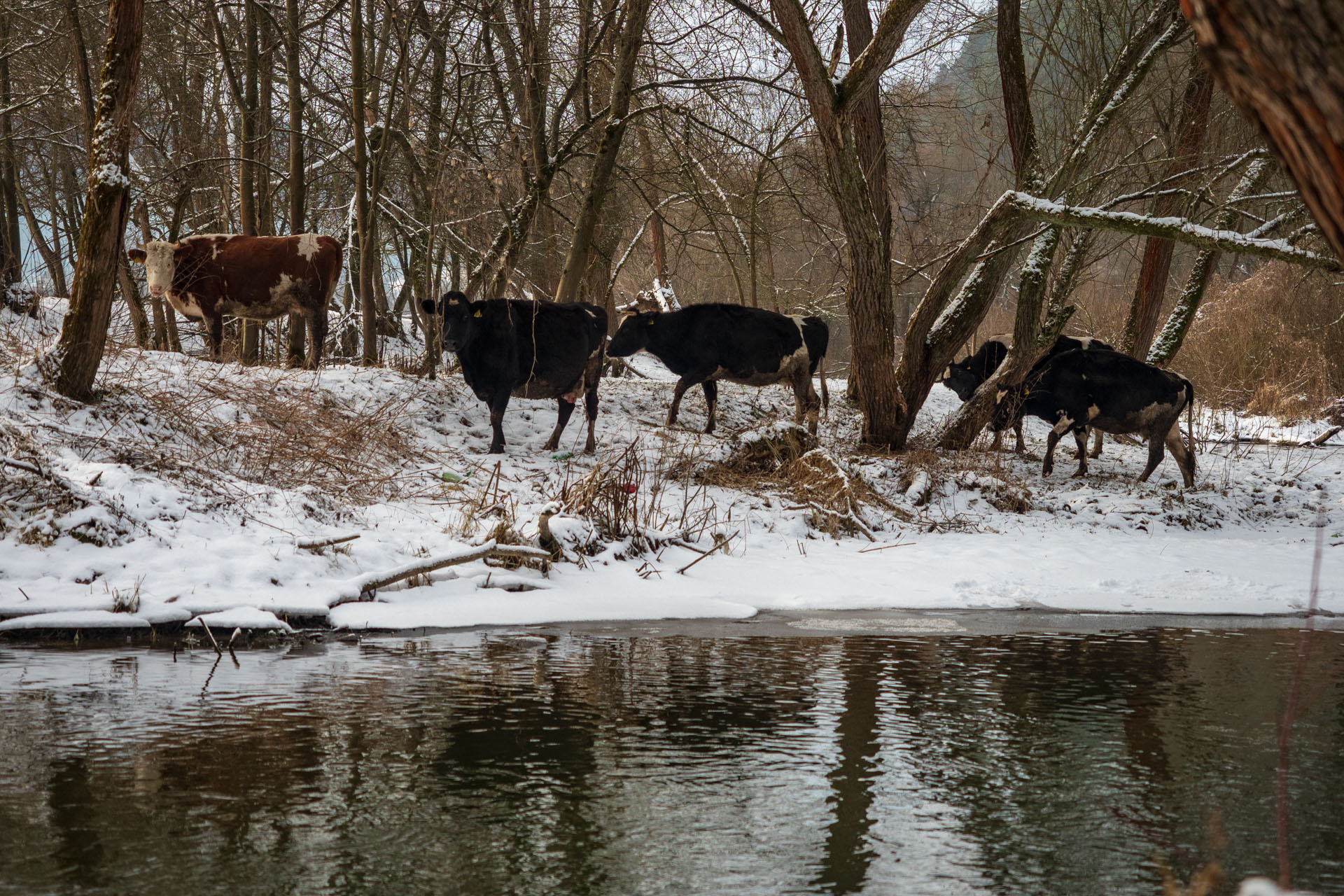 Markušovský skalný hríb a Šikľavá skala (Volovské vrchy)