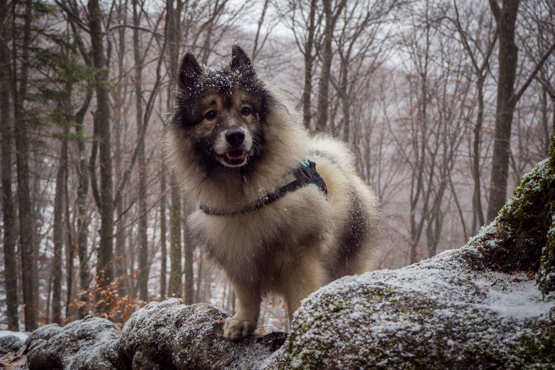 Hrad Muráň z Muráňa (Muránska planina)