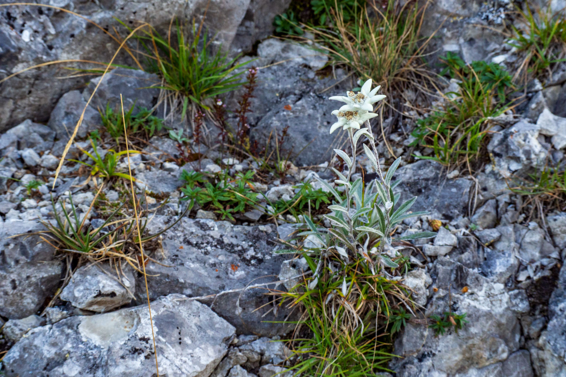 Ohnište z Nižnej Boce (Nízke Tatry)