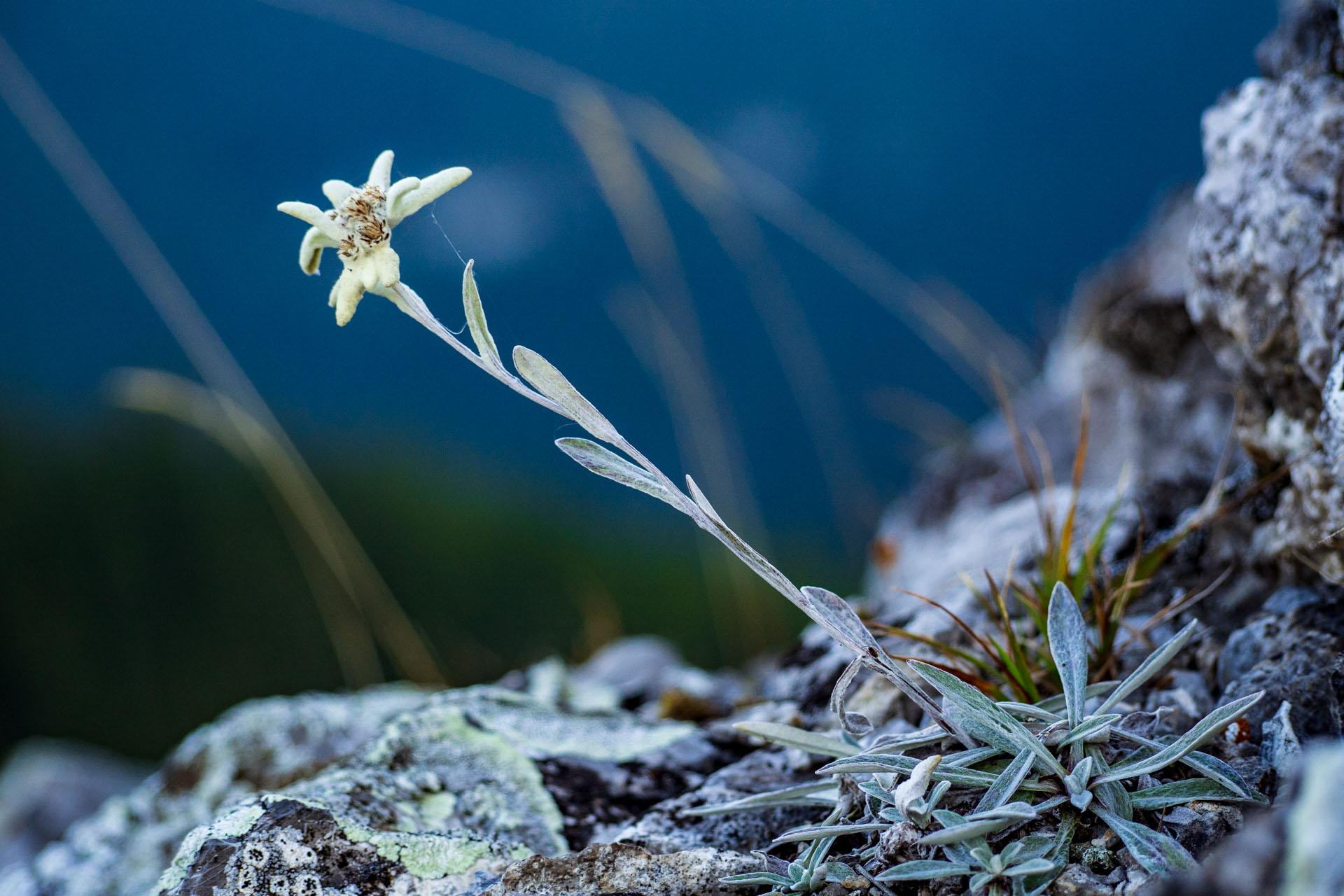 plesnivec alpínsky Leontopodium alpinum Cass.