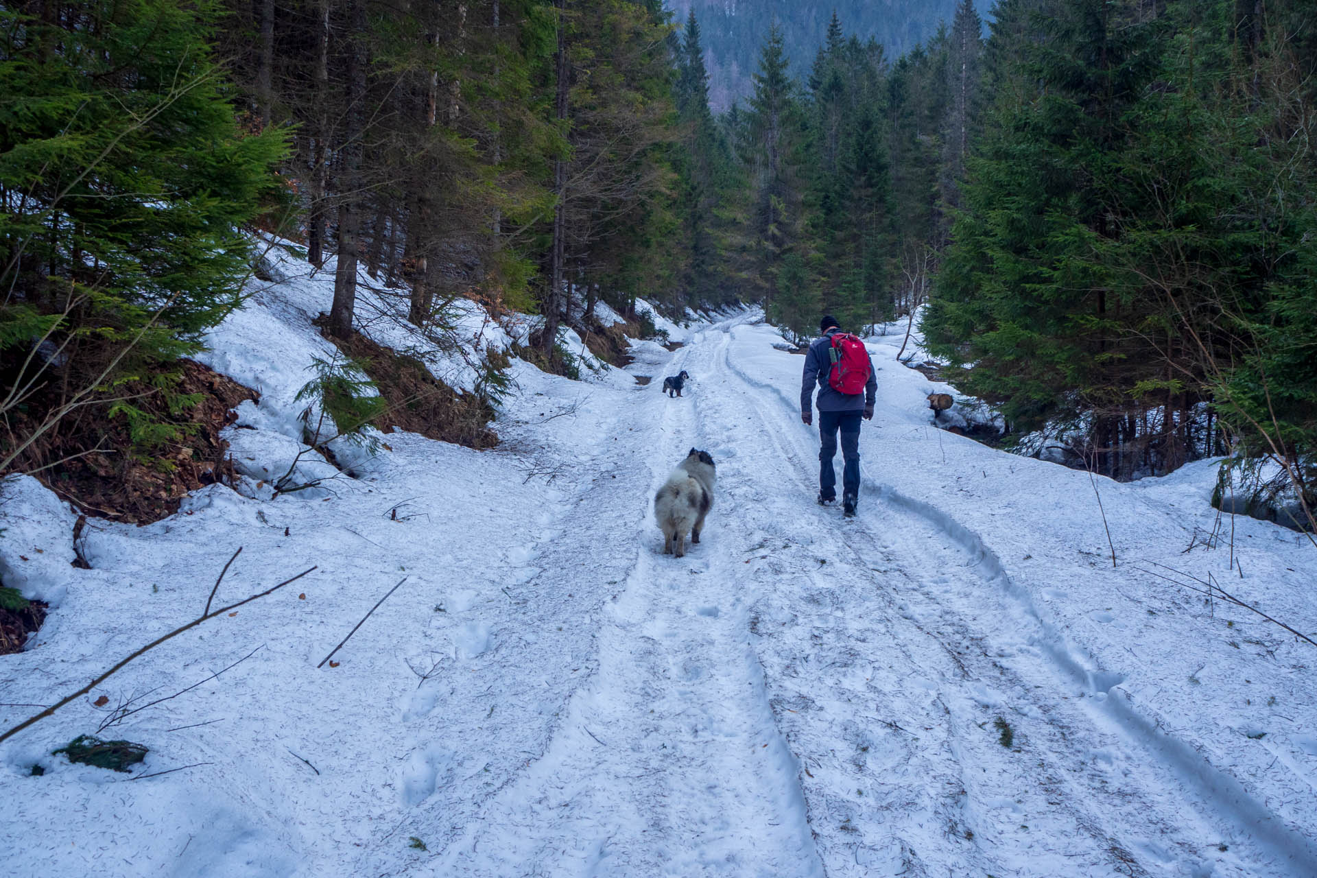 Ondrejisko (Borovniak) z Dobšinskej ľadovej jaskyne (Slovenský raj)