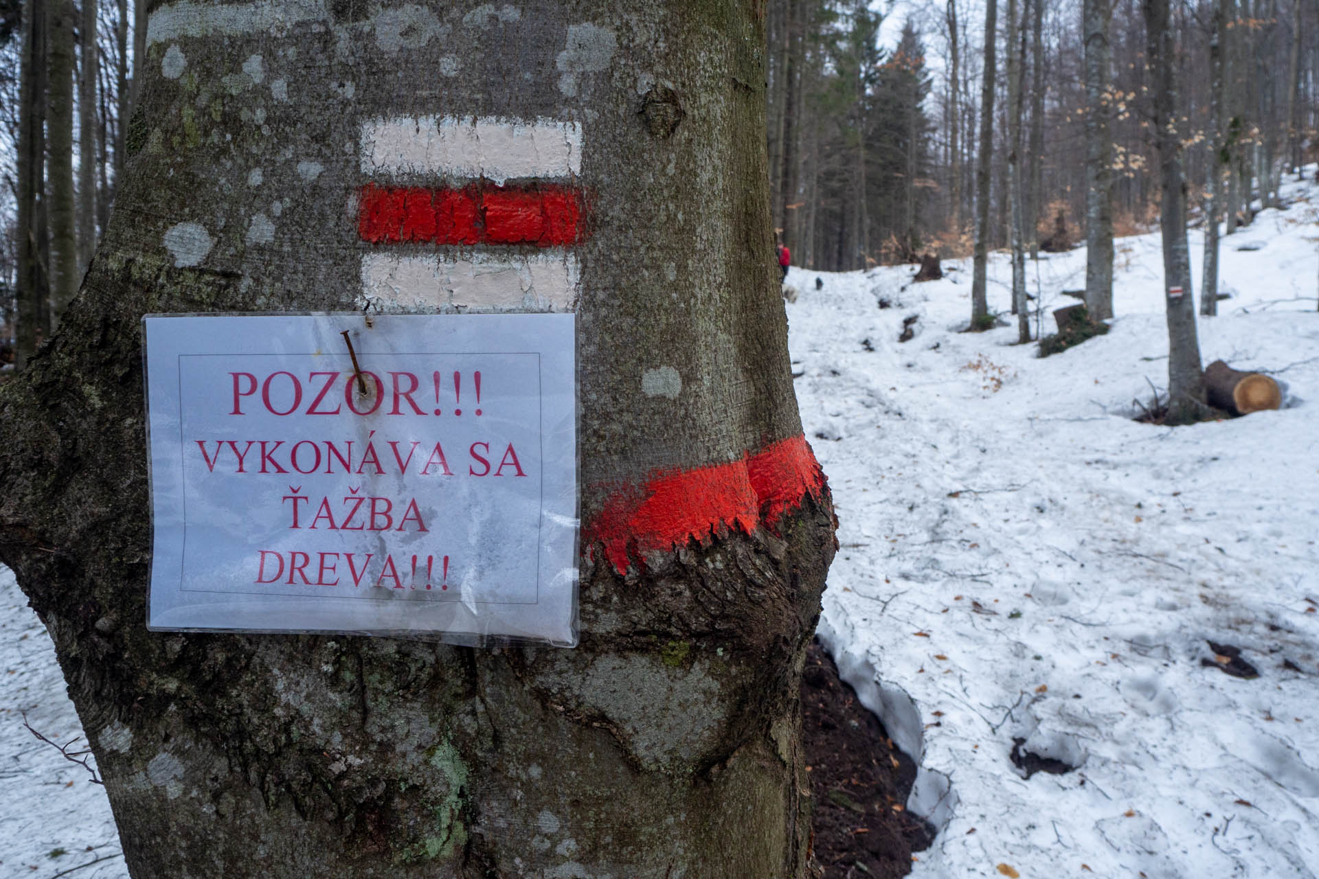 Ondrejisko (Borovniak) z Dobšinskej ľadovej jaskyne (Slovenský raj)