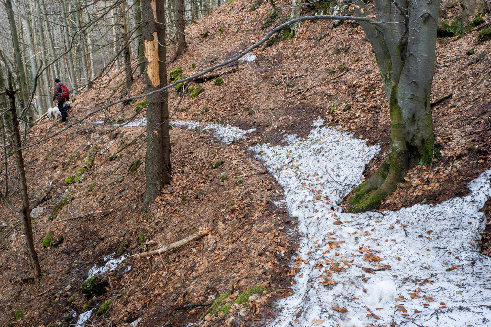 Ondrejisko (Borovniak) z Dobšinskej ľadovej jaskyne (Slovenský raj)