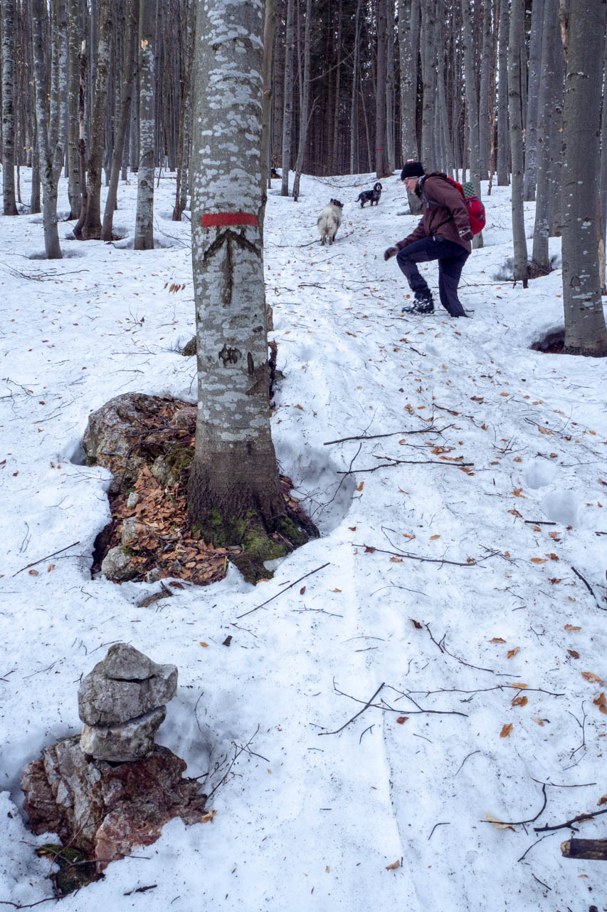 Ondrejisko (Borovniak) z Dobšinskej ľadovej jaskyne (Slovenský raj)