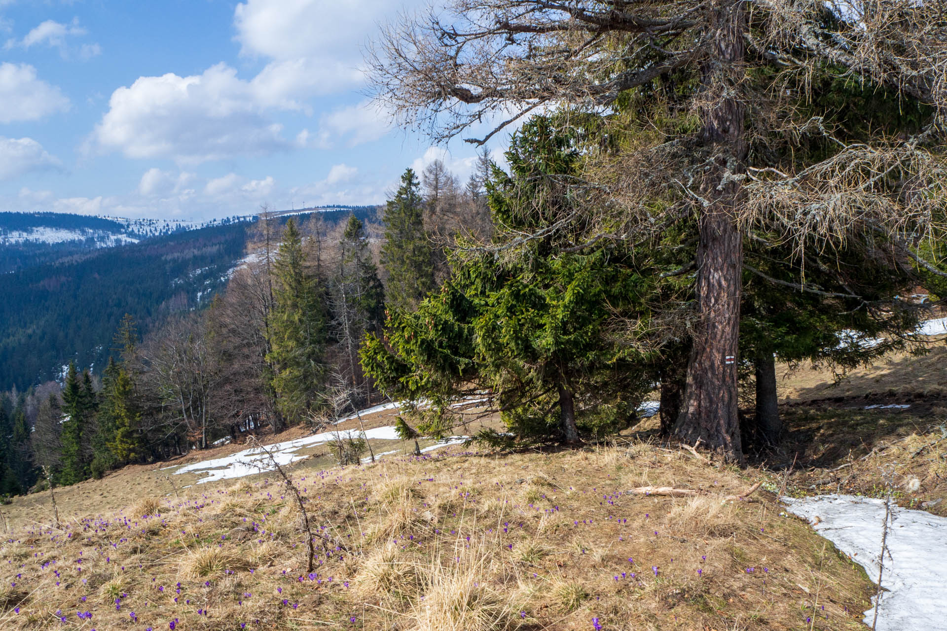 Ondrejisko (Borovniak) z Dobšinskej ľadovej jaskyne (Slovenský raj)