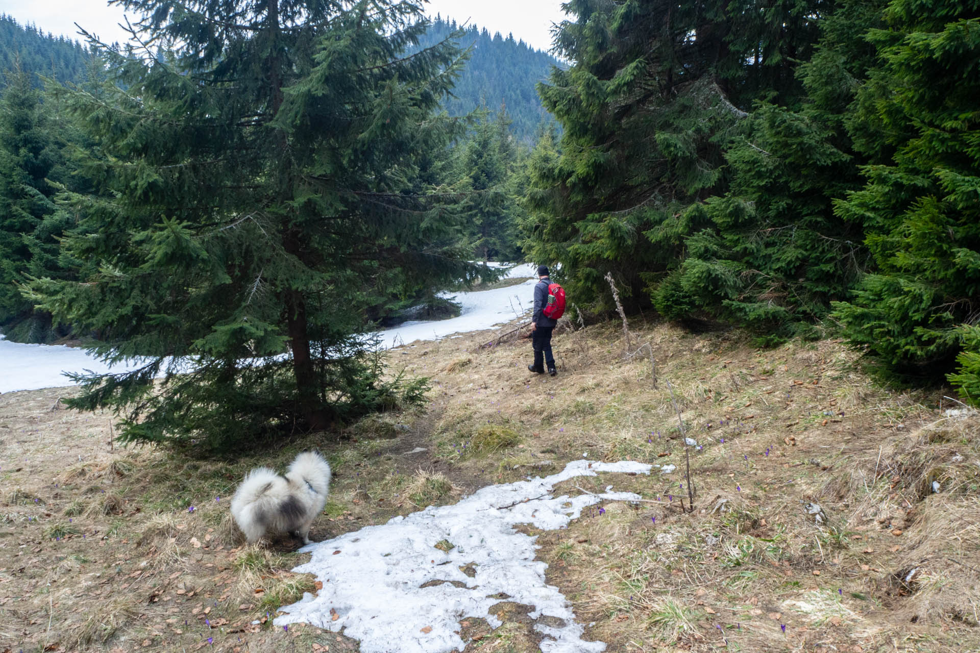 Ondrejisko (Borovniak) z Dobšinskej ľadovej jaskyne (Slovenský raj)