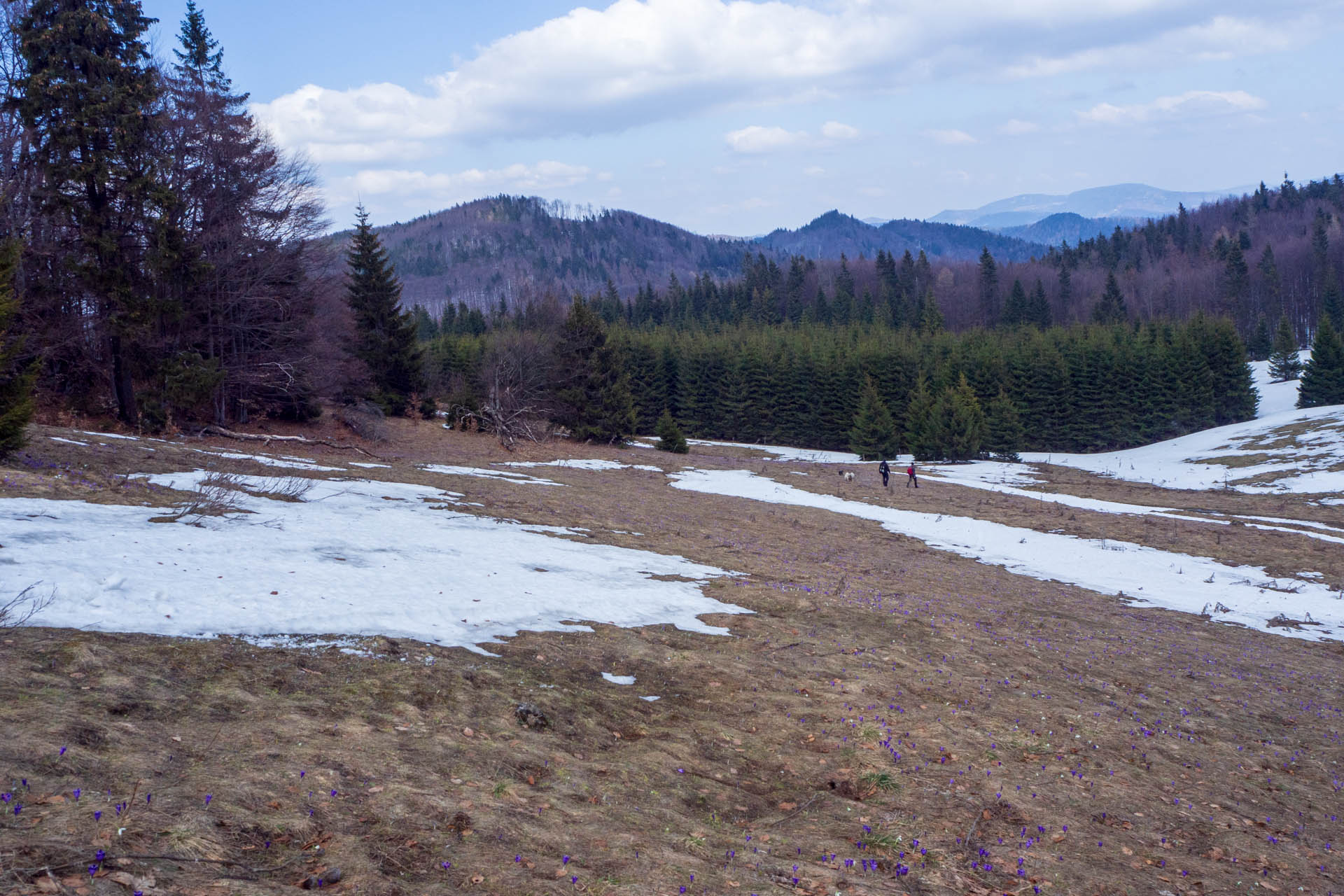 Ondrejisko (Borovniak) z Dobšinskej ľadovej jaskyne (Slovenský raj)