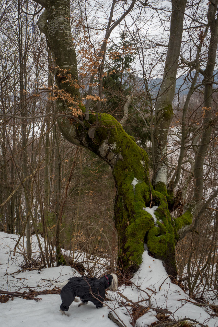 Ploská z Vyšnej Revúcej (Veľká Fatra)