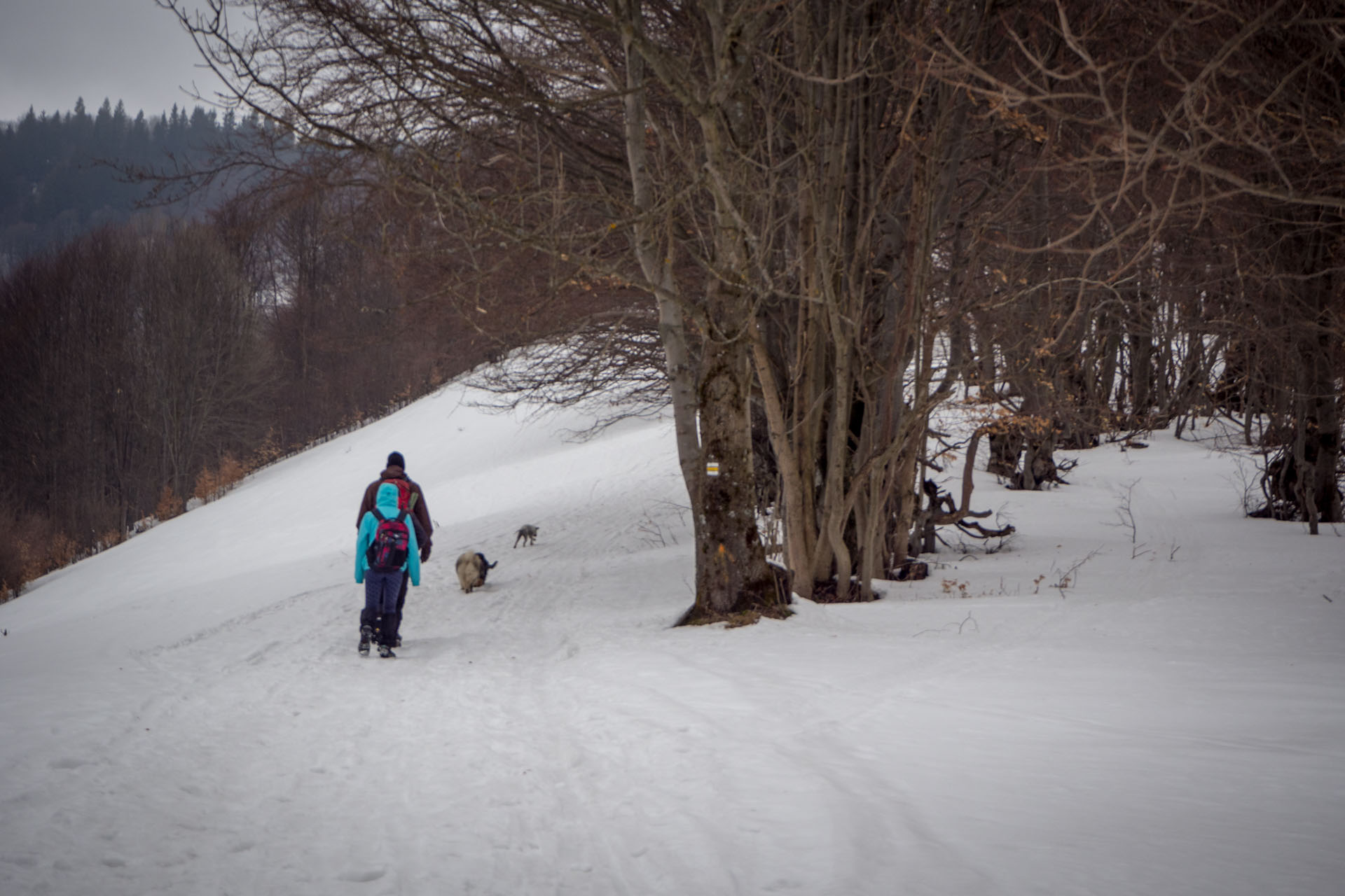 Ploská z Vyšnej Revúcej (Veľká Fatra)