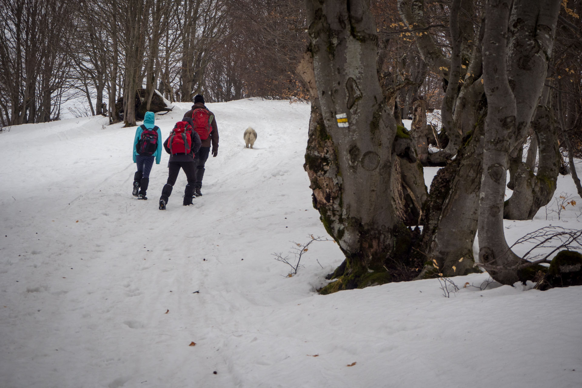 Ploská z Vyšnej Revúcej (Veľká Fatra)