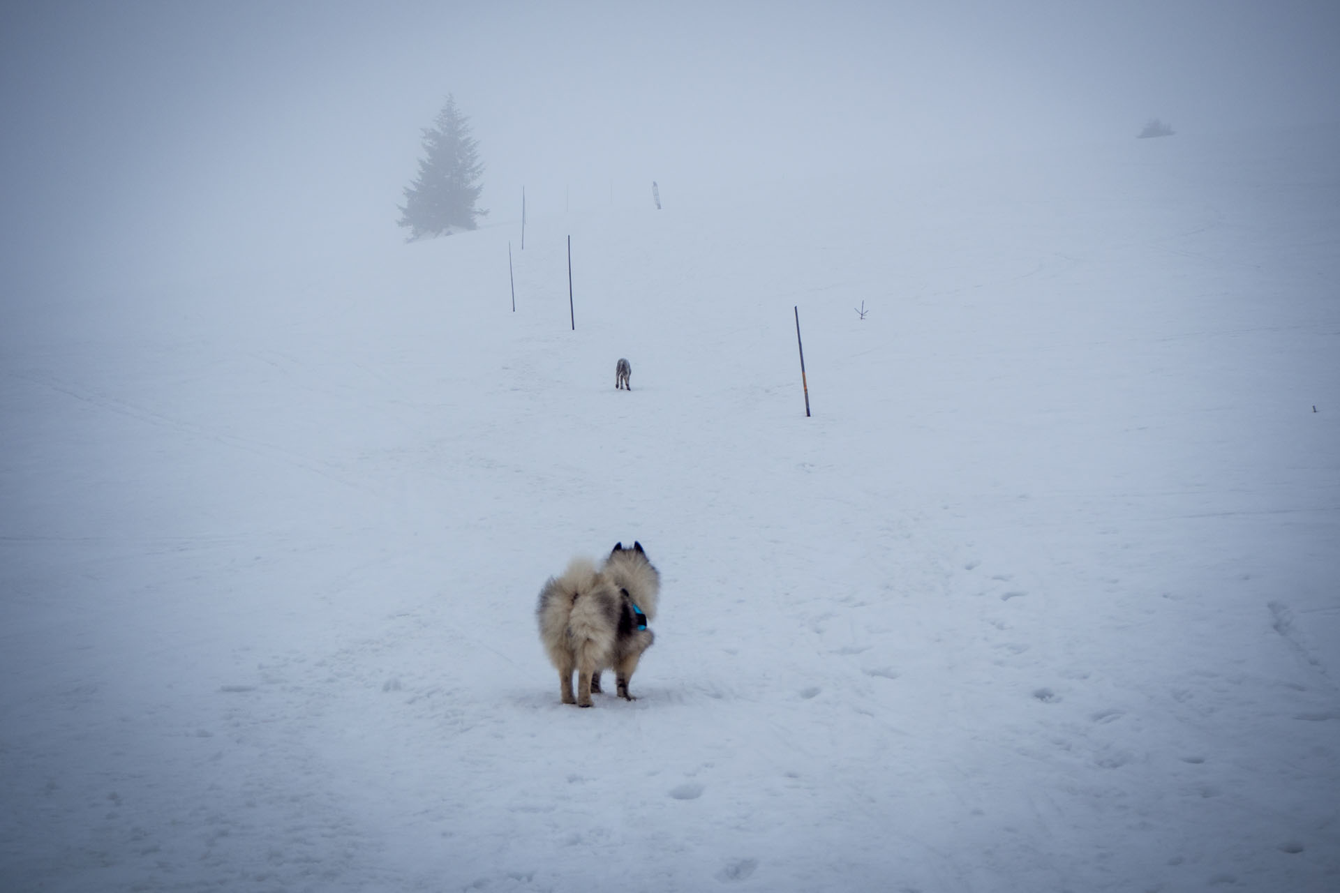 Ploská z Vyšnej Revúcej (Veľká Fatra)