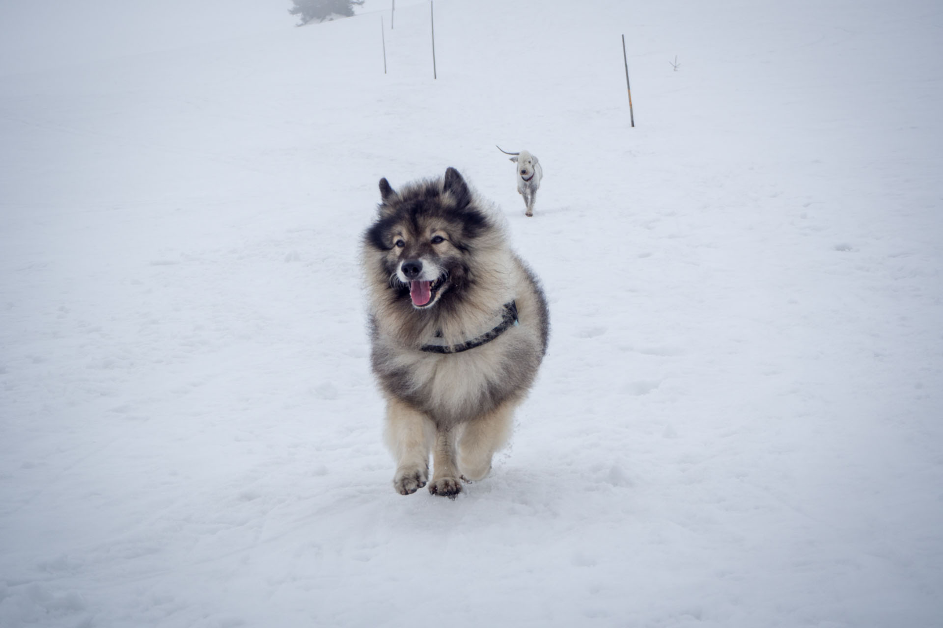 Ploská z Vyšnej Revúcej (Veľká Fatra)