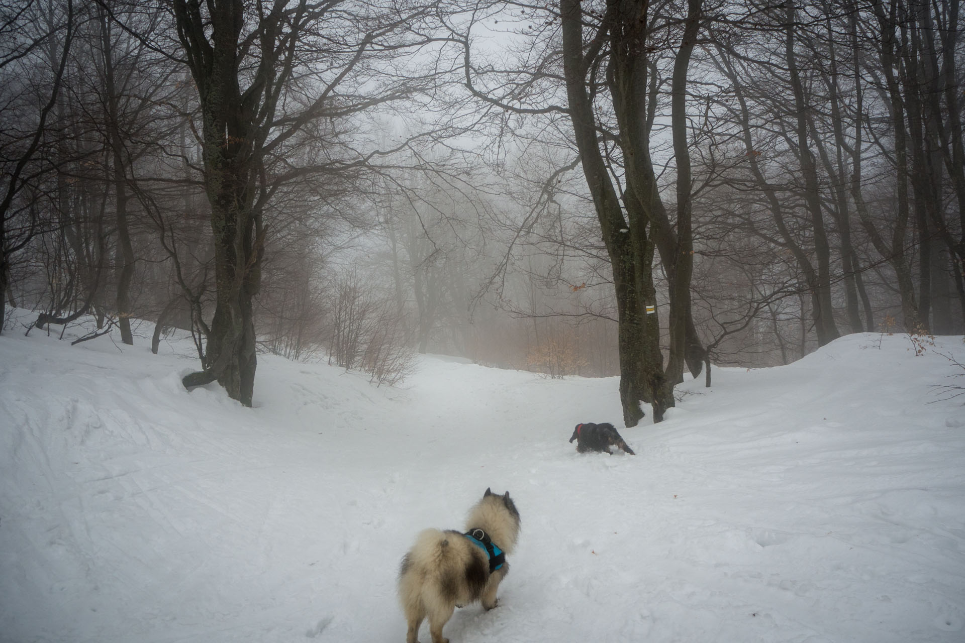 Ploská z Vyšnej Revúcej (Veľká Fatra)