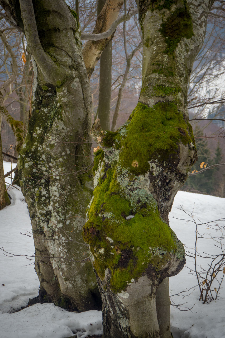 Ploská z Vyšnej Revúcej (Veľká Fatra)