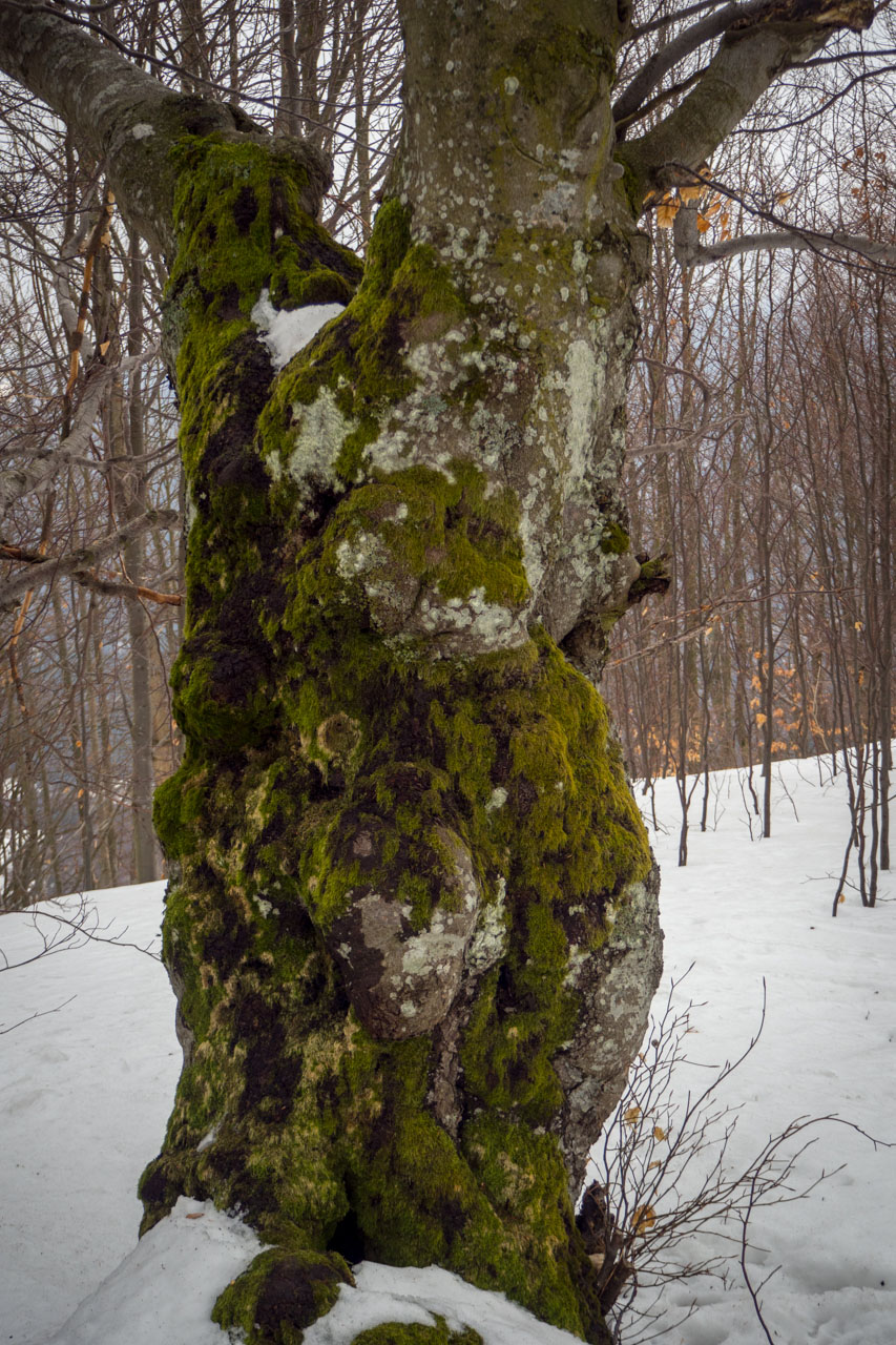 Ploská z Vyšnej Revúcej (Veľká Fatra)