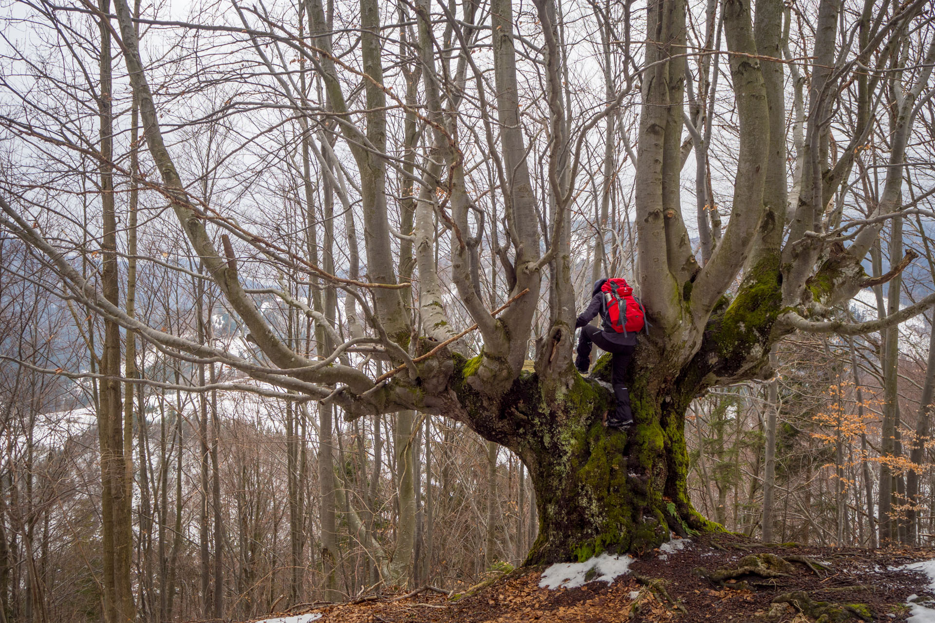 Ploská z Vyšnej Revúcej (Veľká Fatra)