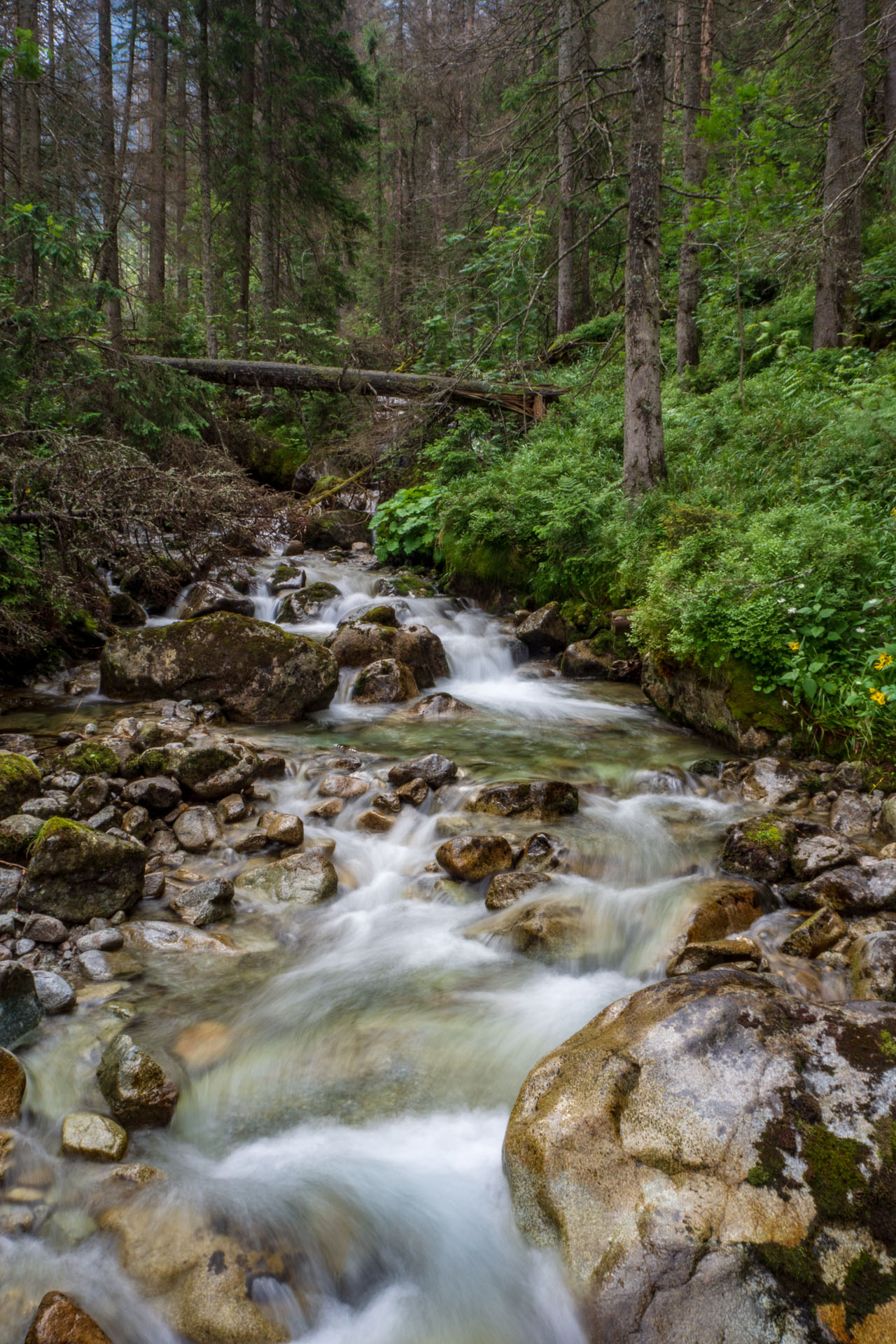 Poľský hrebeň z Lysej Poľany (Vysoké Tatry)