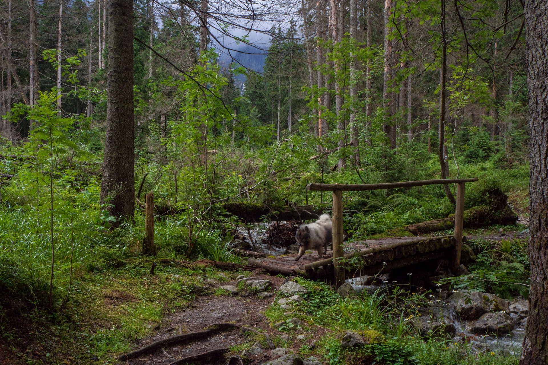 Poľský hrebeň z Lysej Poľany (Vysoké Tatry)