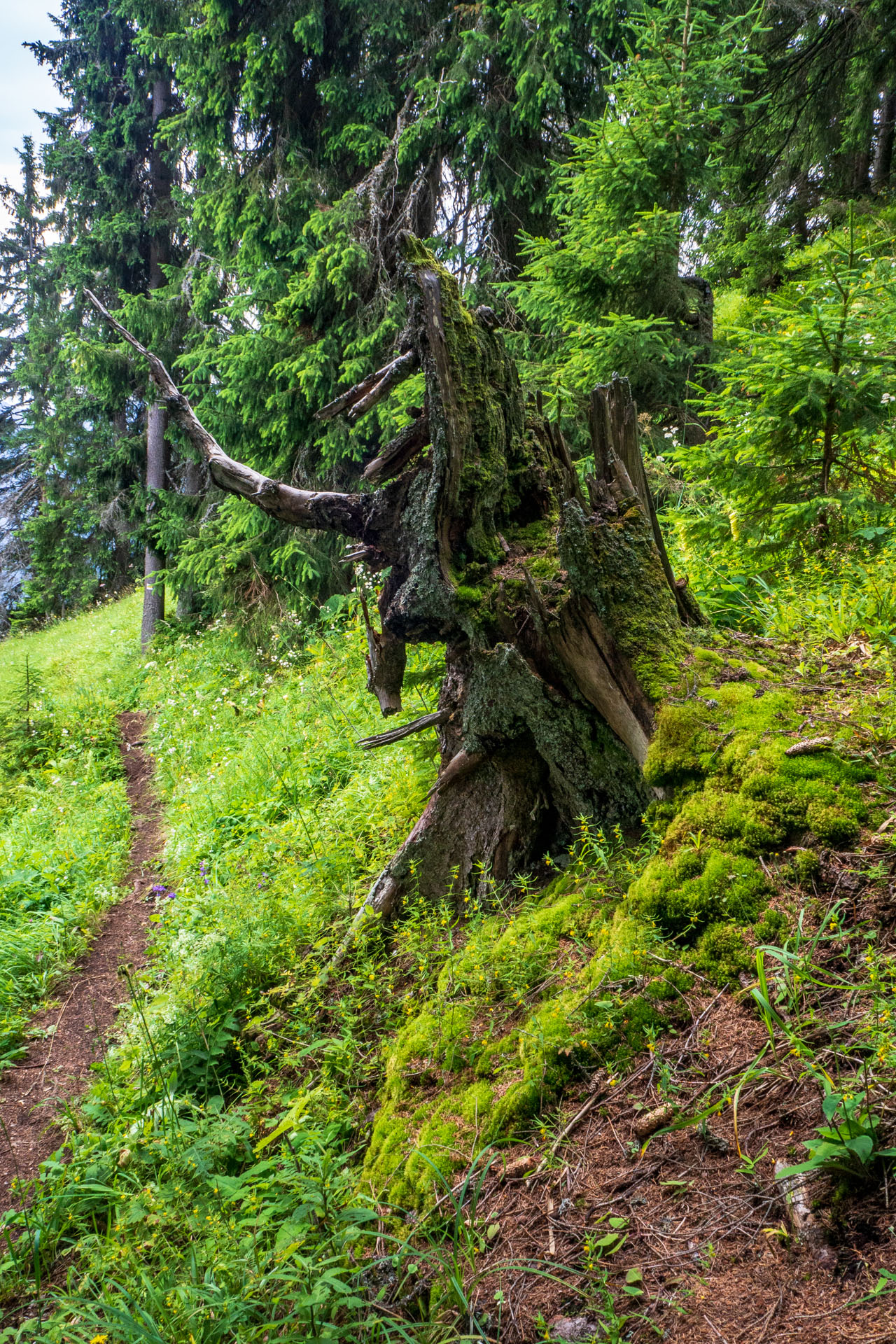 Poludnica zo Závažnej Poruby (Nízke Tatry)