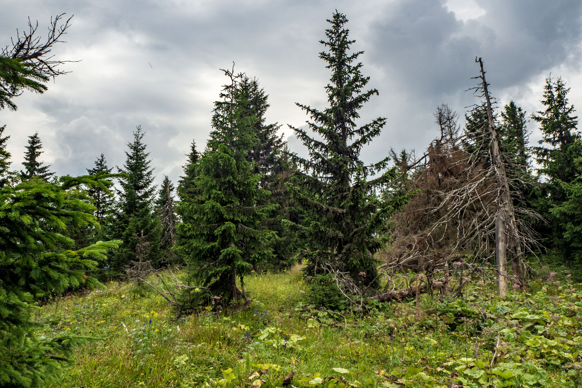 Poludnica zo Závažnej Poruby (Nízke Tatry)