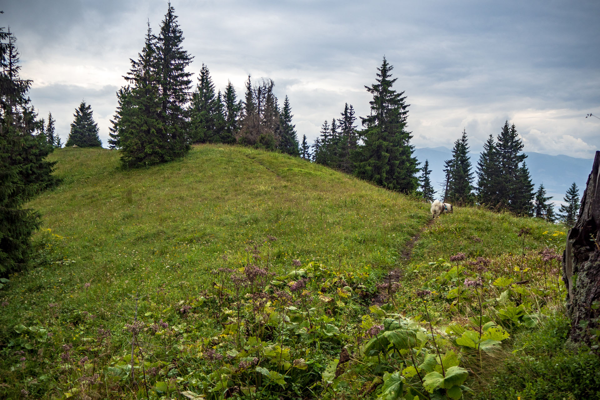 Poludnica zo Závažnej Poruby (Nízke Tatry)