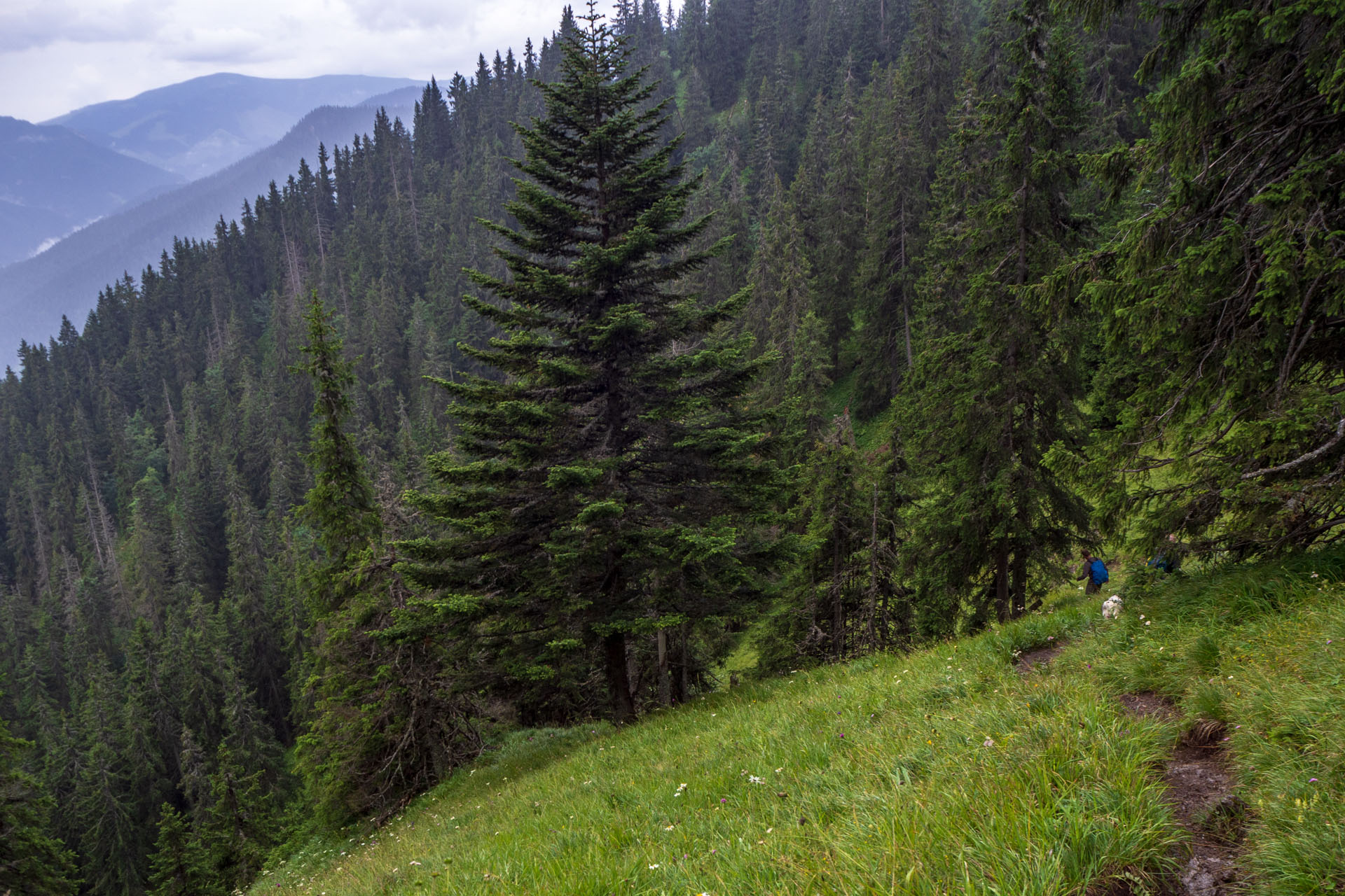 Poludnica zo Závažnej Poruby (Nízke Tatry)