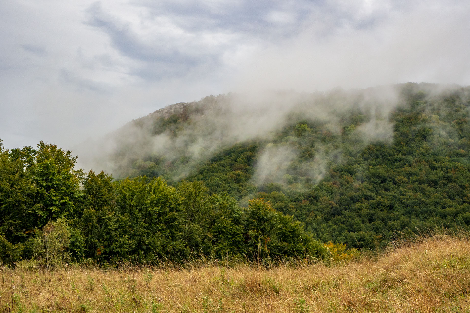 Sivec od Ružína (Čierna hora)