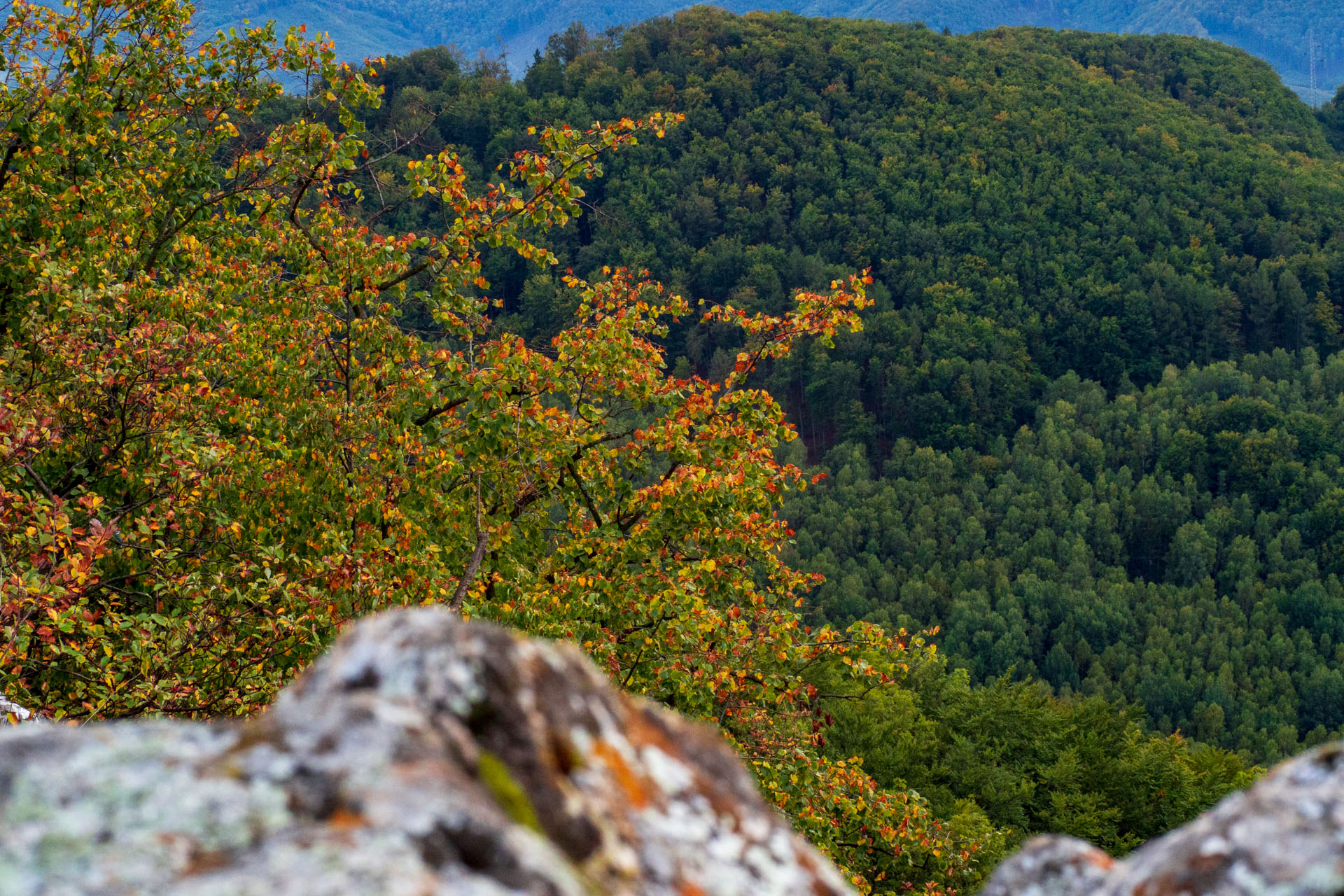 Sivec od Ružína (Čierna hora)