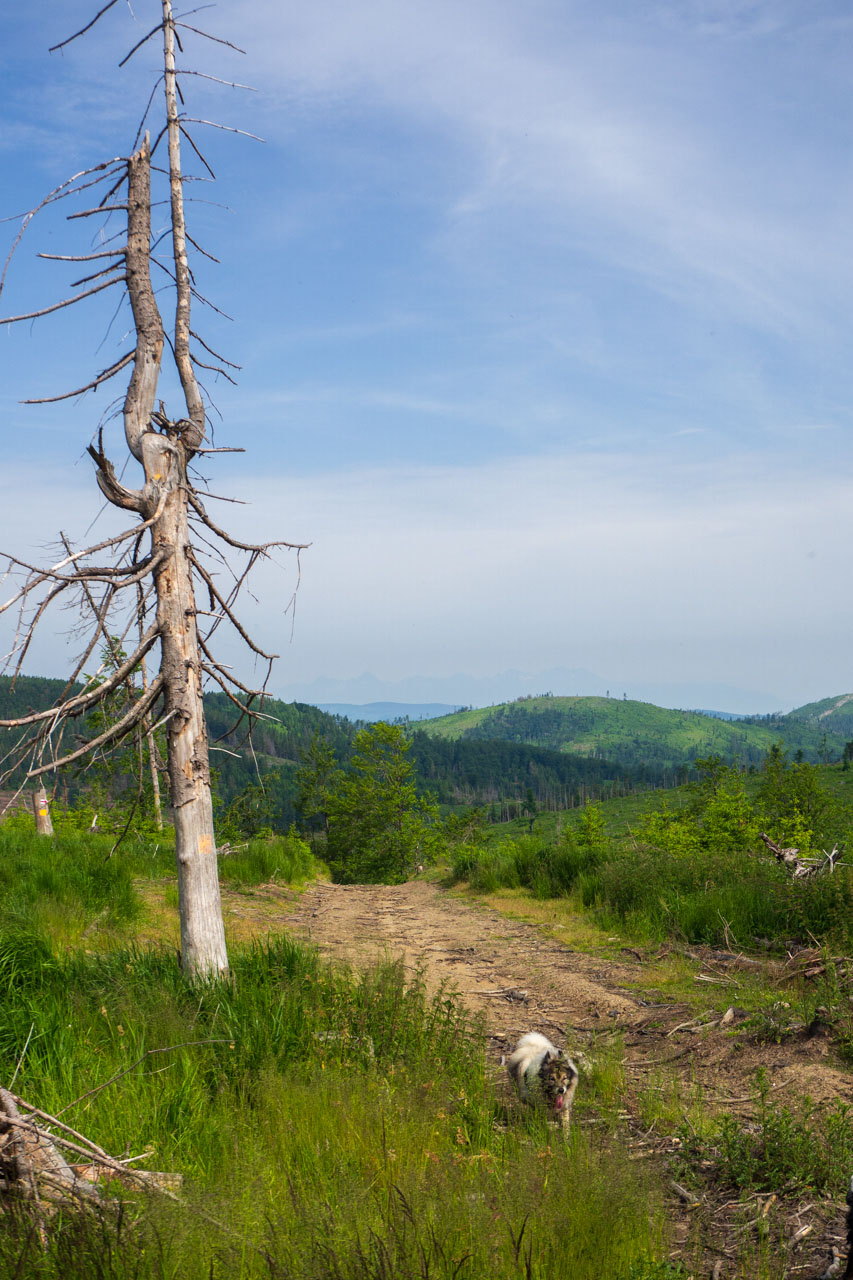 Skalisko z Uhornianskeho sedla (Volovské vrchy)