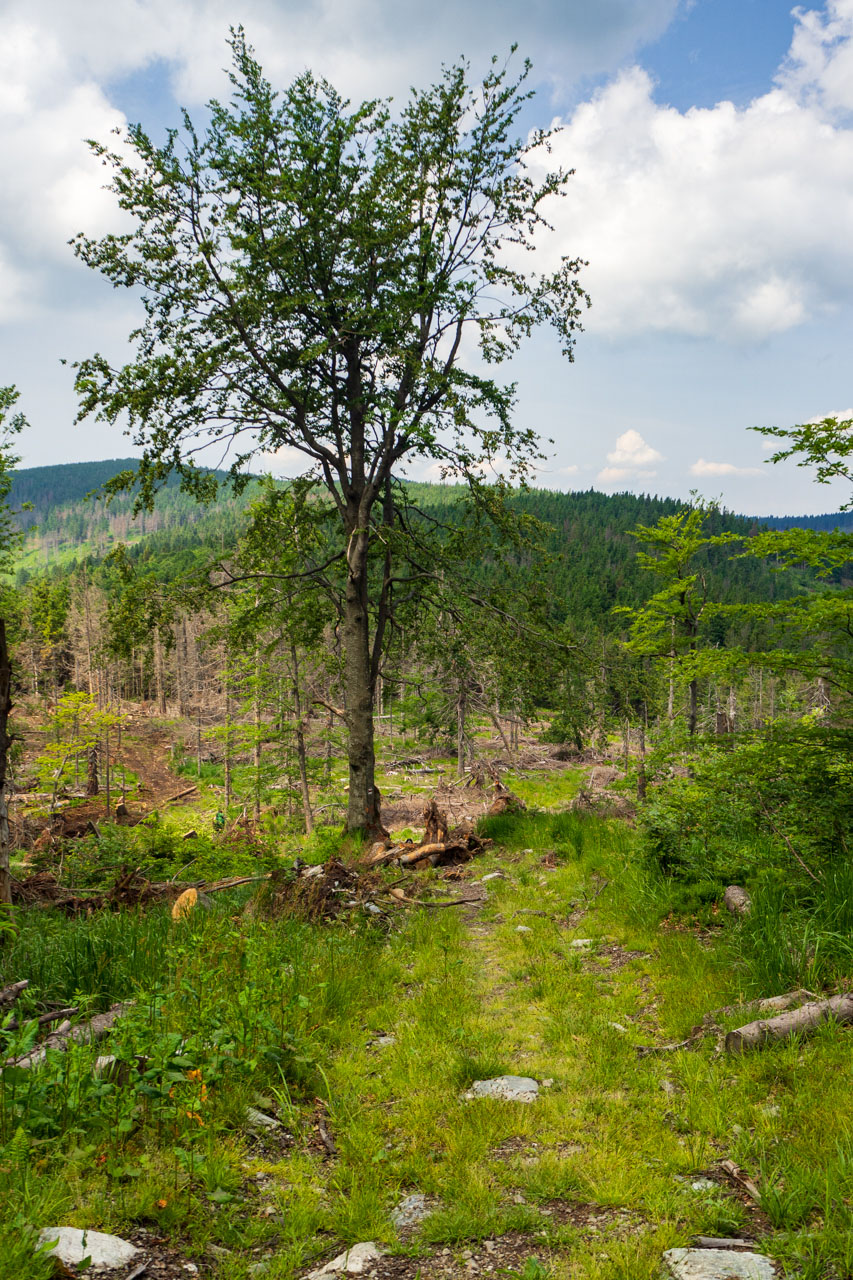 Skalisko z Uhornianskeho sedla (Volovské vrchy)