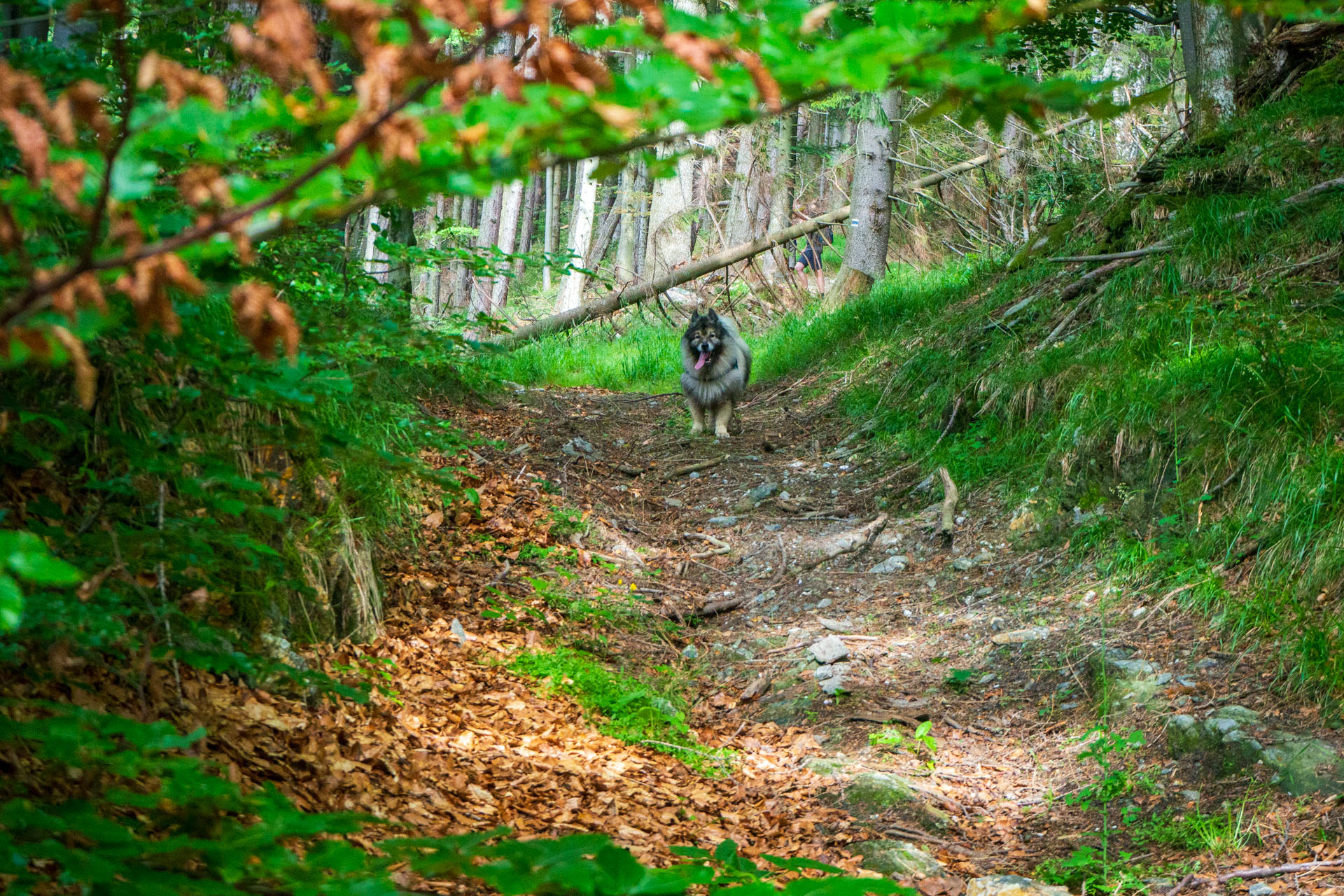 Skalisko z Uhornianskeho sedla (Volovské vrchy)