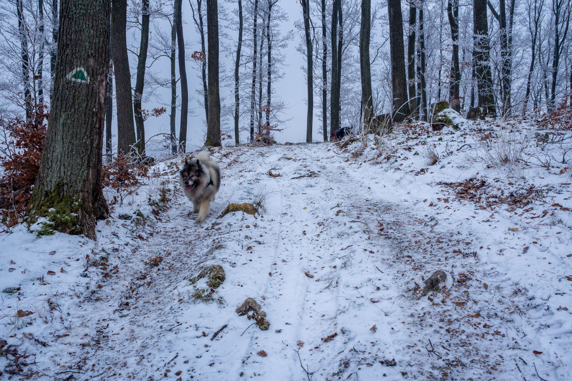 Skalka z Ruských Peklian (Čierna hora)