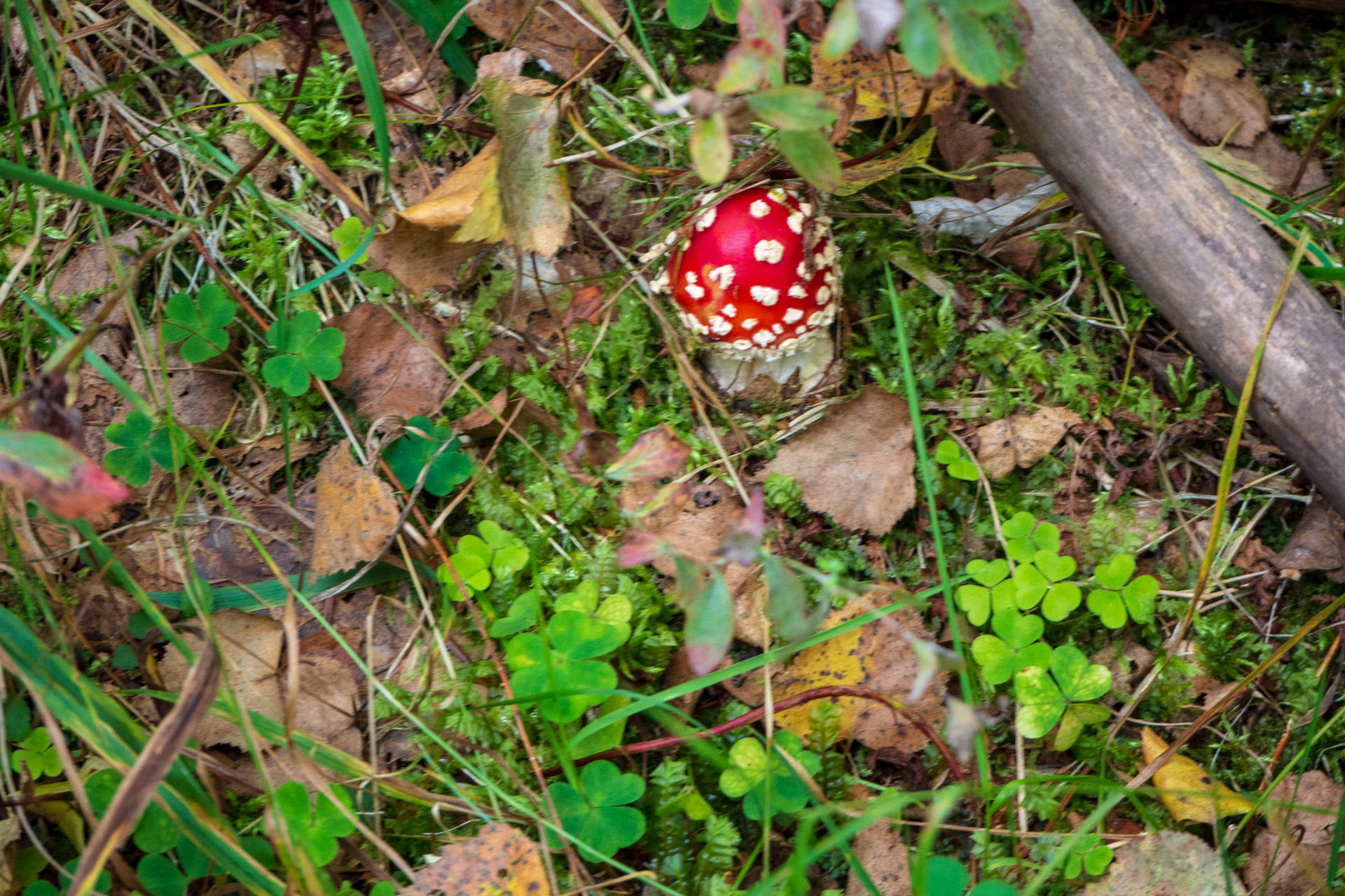 Sľubica z Braniska s nocľahom (Pufo is Eleven) (Branisko a Bachureň)