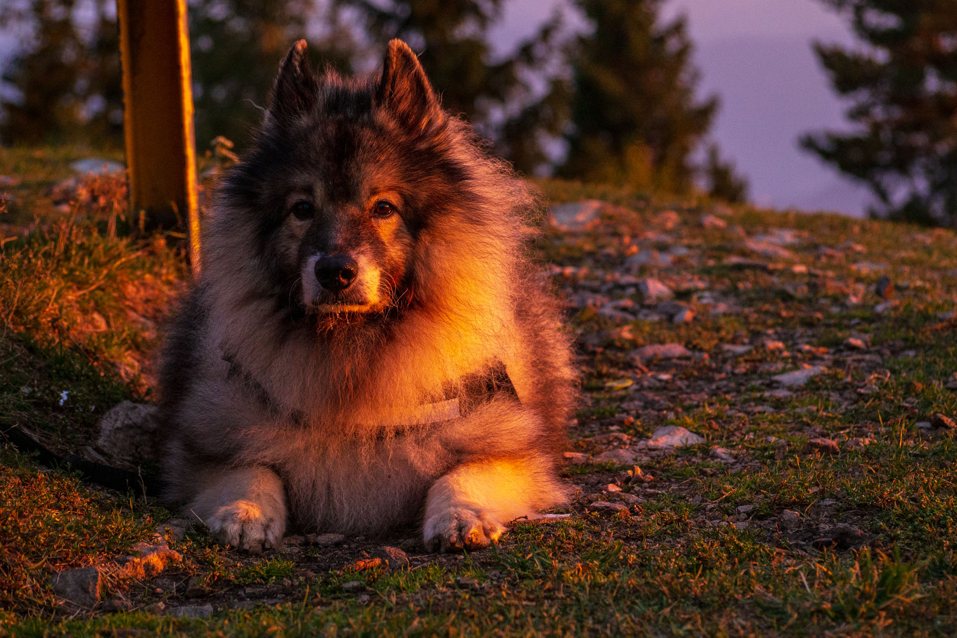 Sľubica z Braniska s nocľahom (Pufo is Eleven) (Branisko a Bachureň)