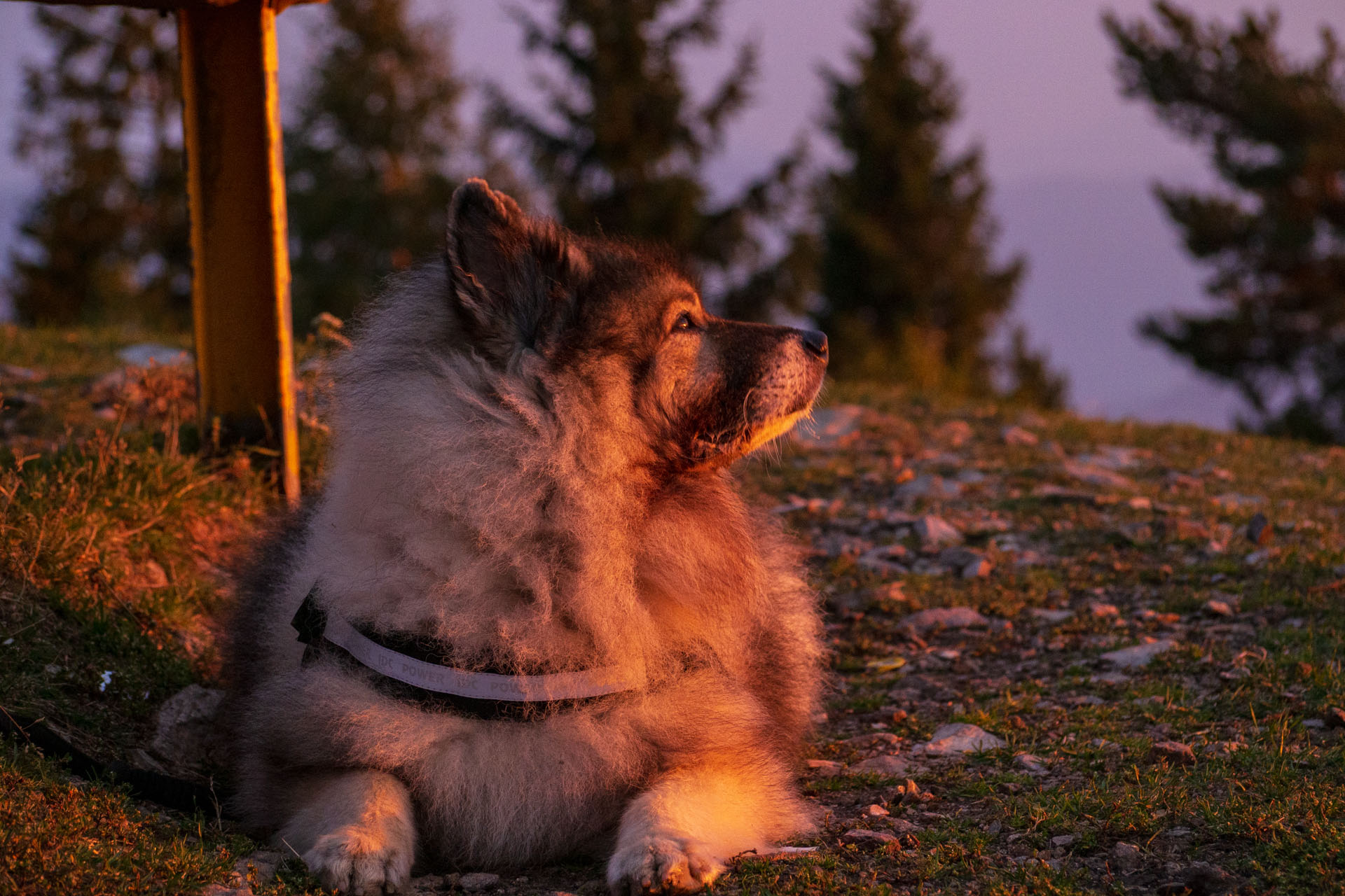 Sľubica z Braniska s nocľahom (Pufo is Eleven) (Branisko a Bachureň)