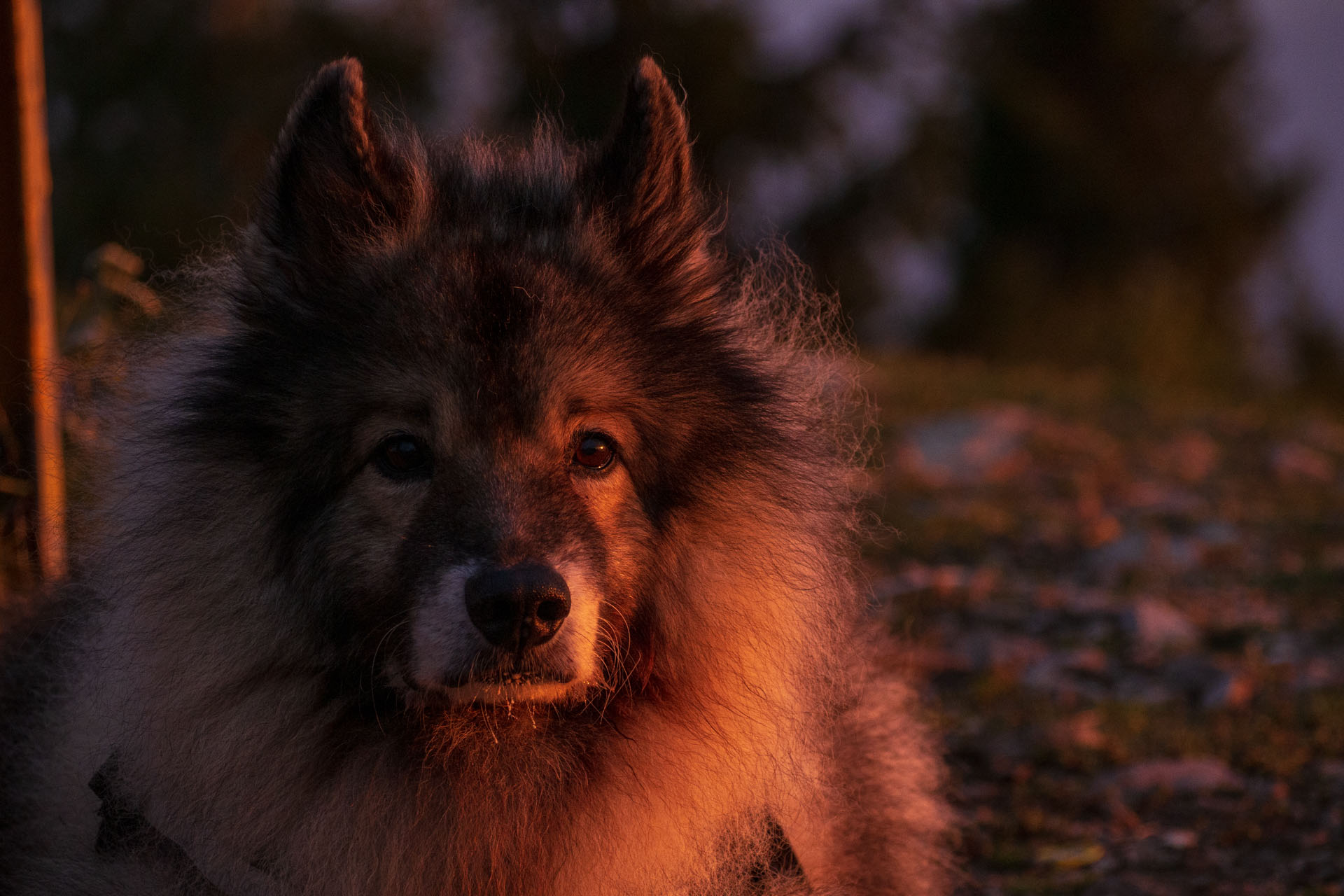 Sľubica z Braniska s nocľahom (Pufo is Eleven) (Branisko a Bachureň)