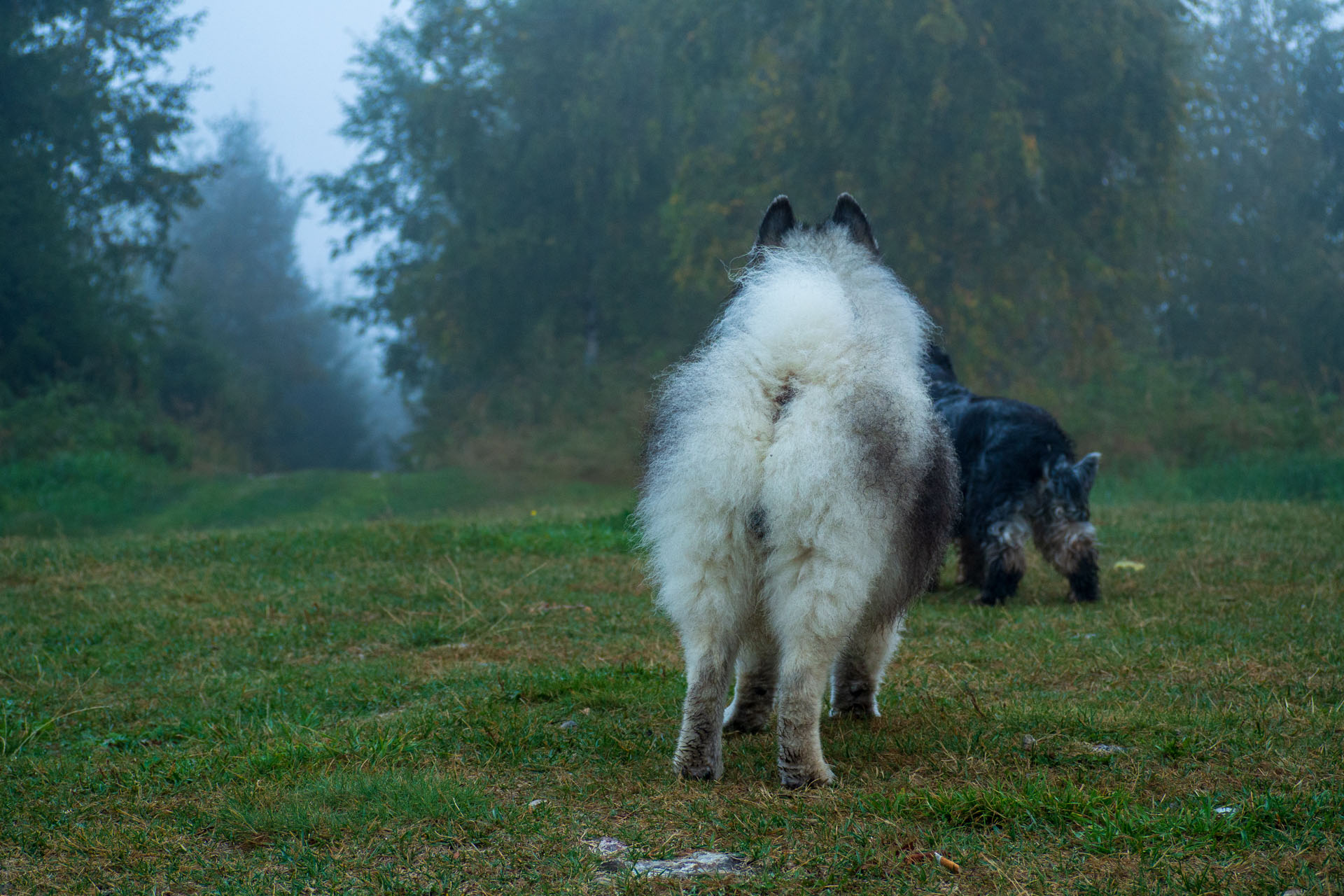 Sľubica z Braniska s nocľahom (Pufo is Eleven) (Branisko a Bachureň)