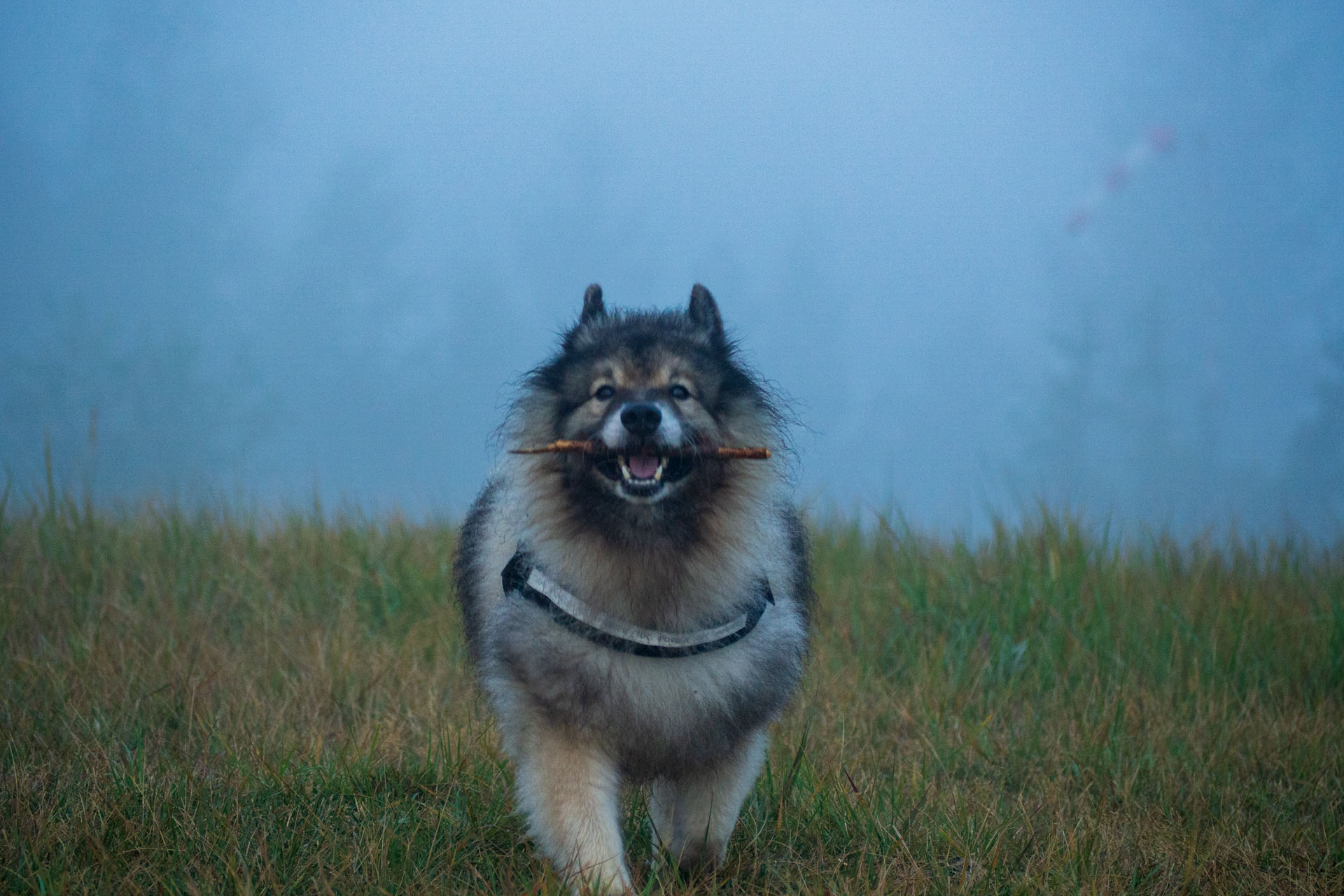 Sľubica z Braniska s nocľahom (Pufo is Eleven) (Branisko a Bachureň)