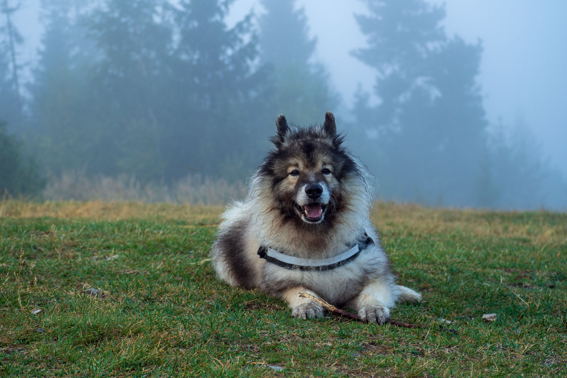 Sľubica z Braniska s nocľahom (Pufo is Eleven) (Branisko a Bachureň)