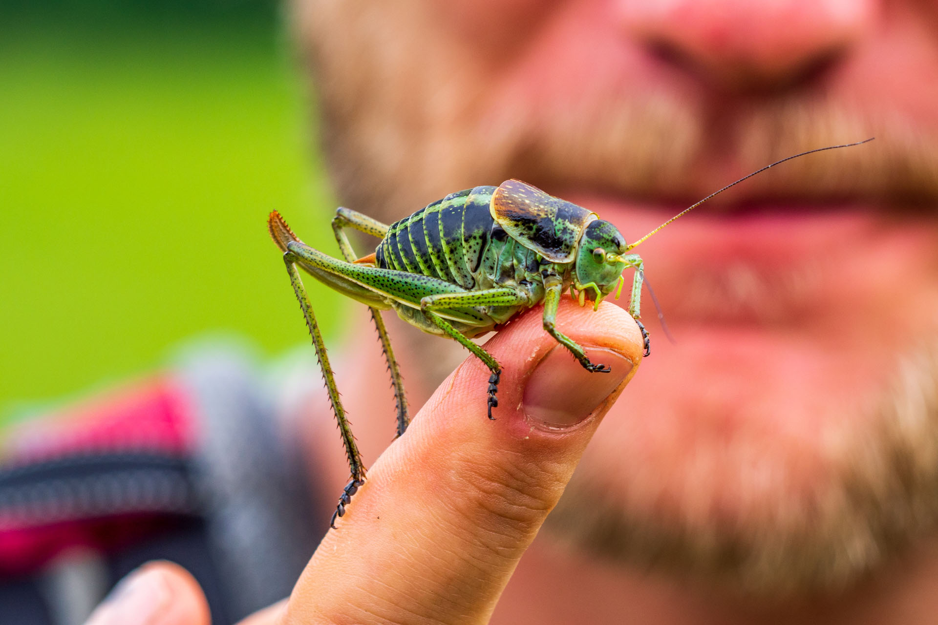 kobylka zúbkatá /Polysarcus denticauda/ pod Kravcovou